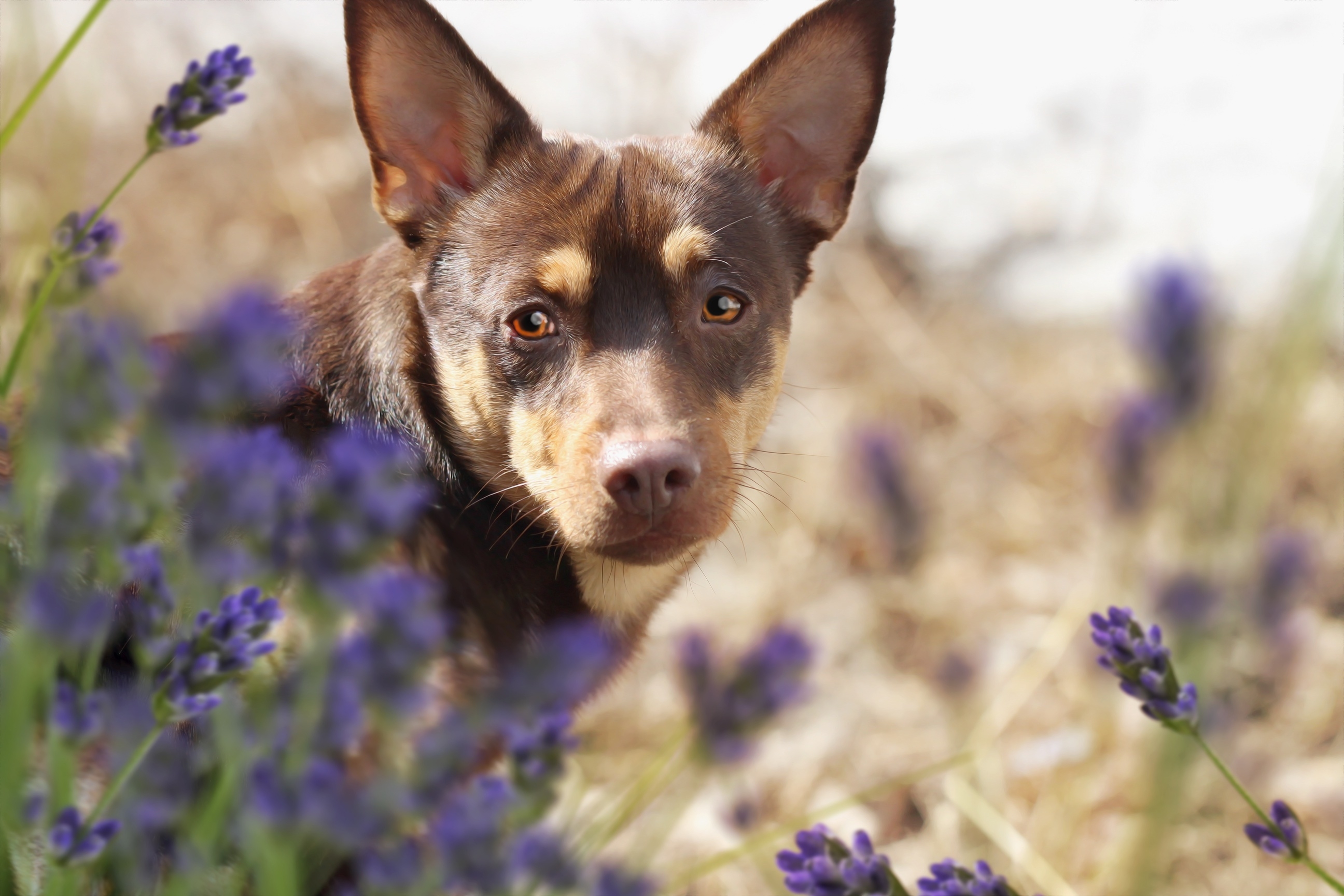 A little puppy in purple flowers.