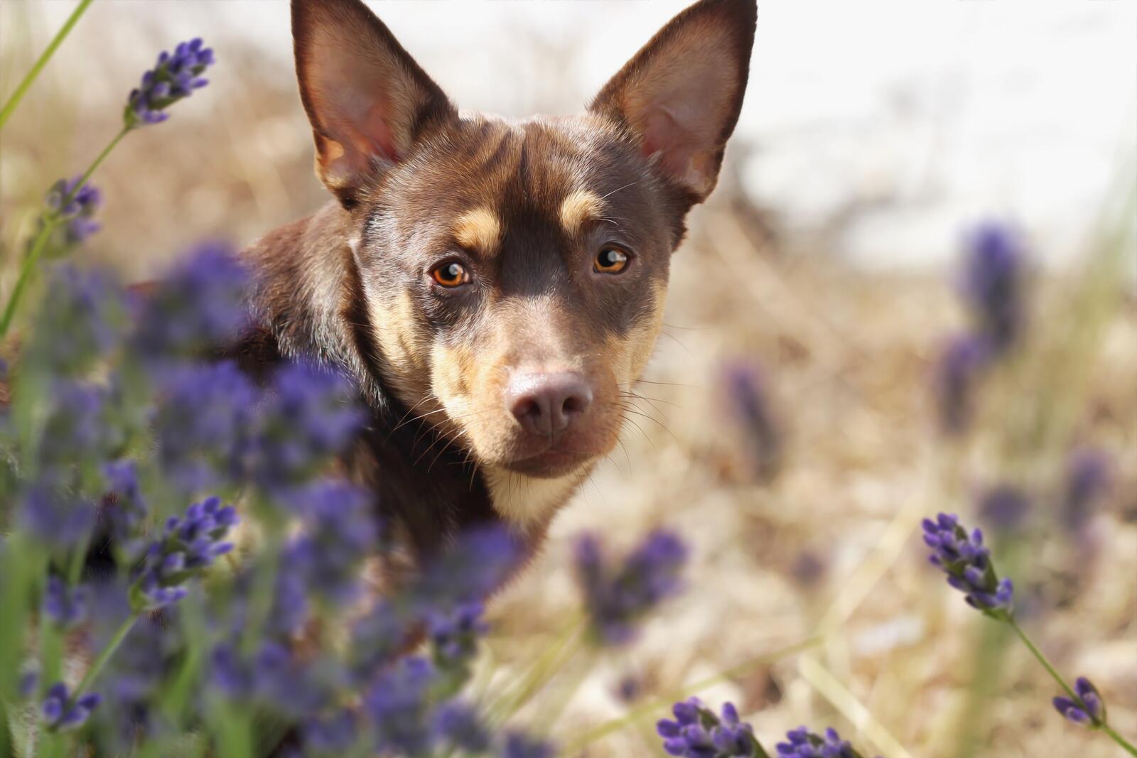 免费照片紫色花丛中的小狗