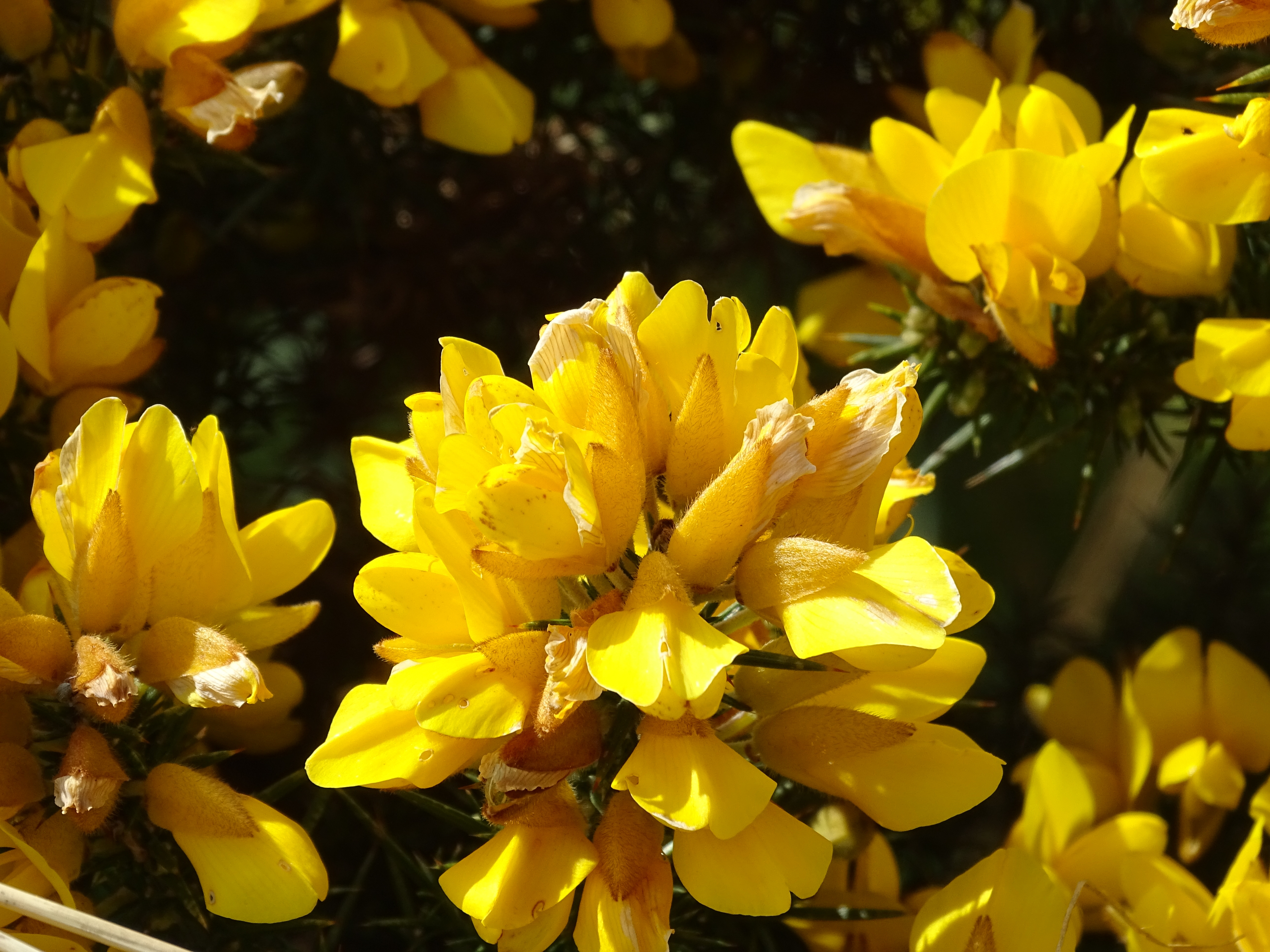 Фото бесплатно жёлтые цветы, лепестки, близко