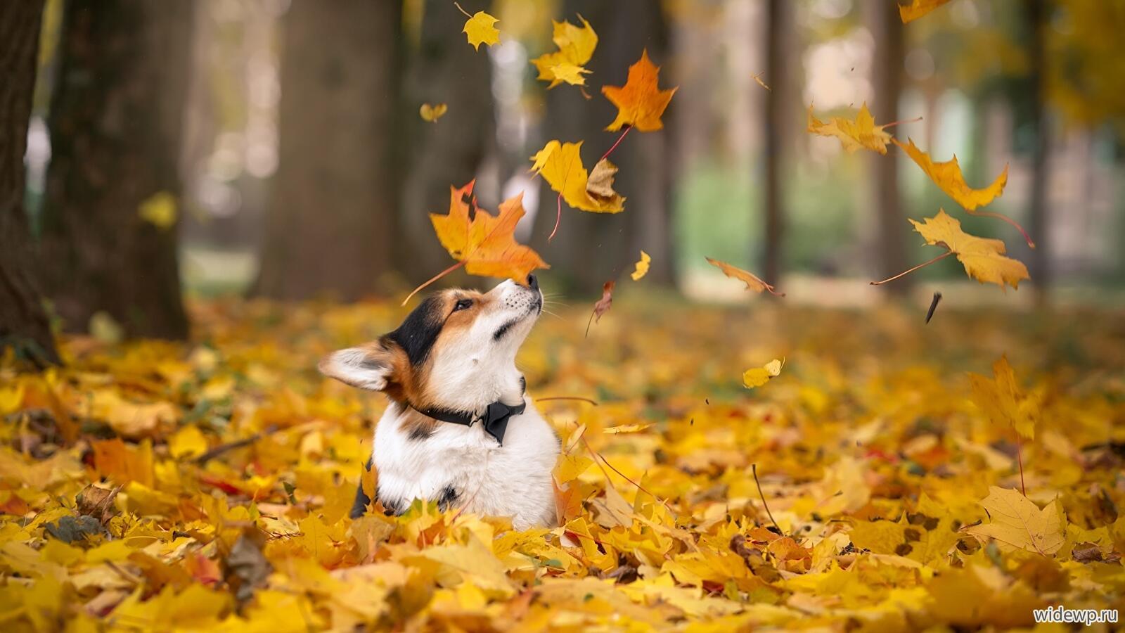 Wallpapers autumn dog fallen leaves on the desktop