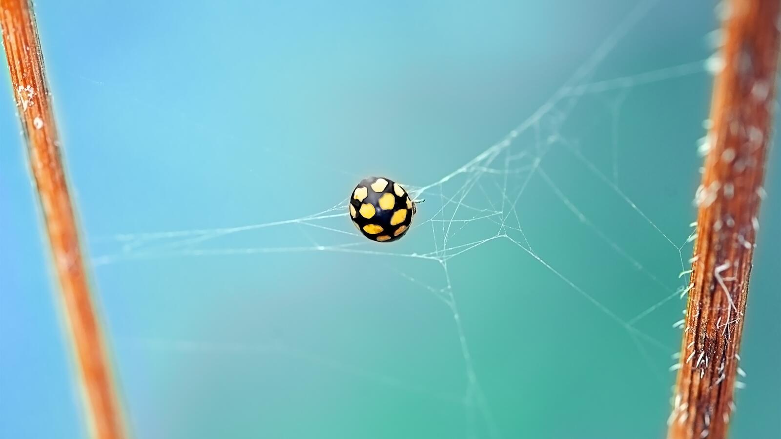 Wallpapers spider web ladybug macro on the desktop