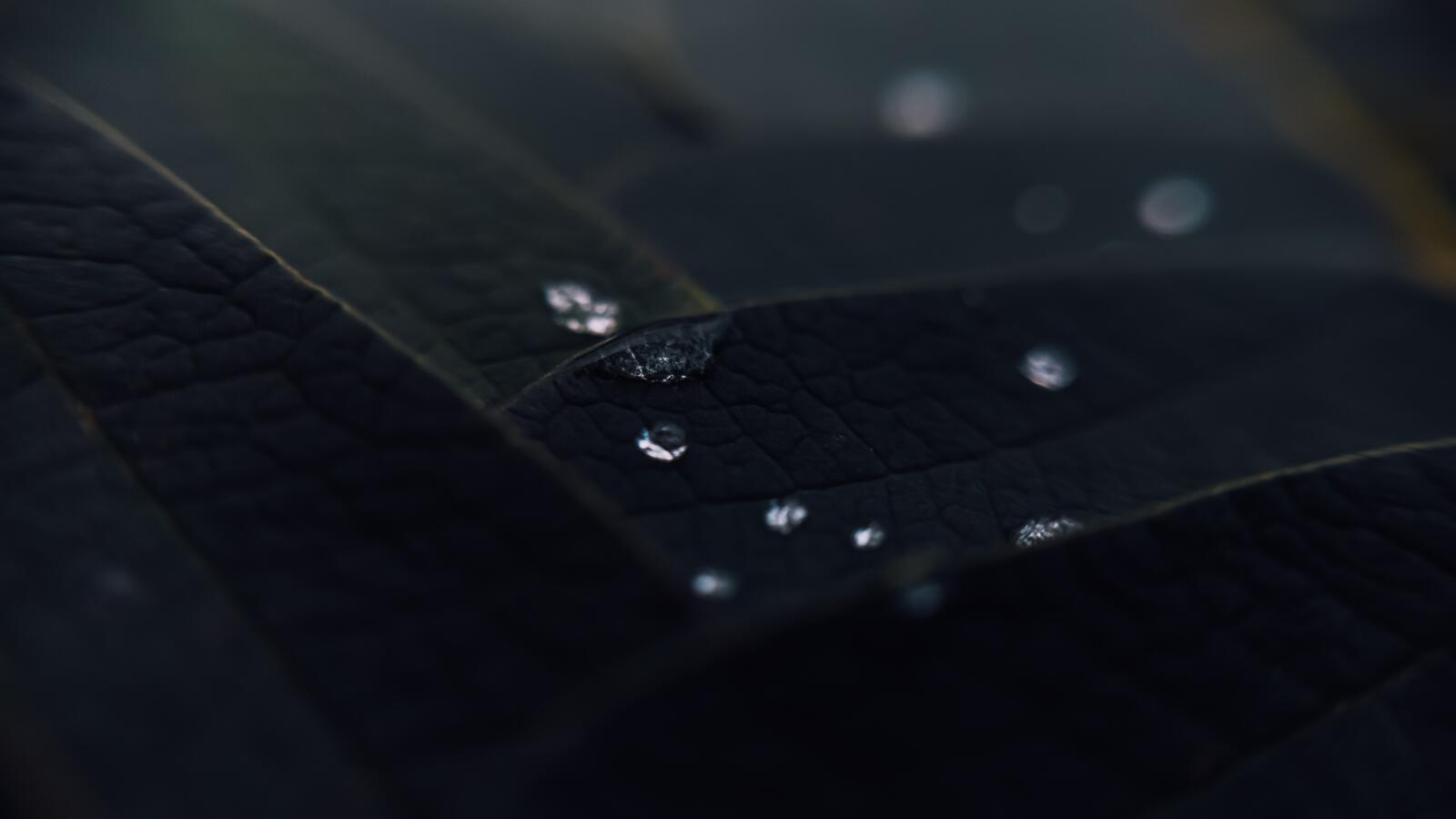 Wallpapers drops of water macro black leaves on the desktop