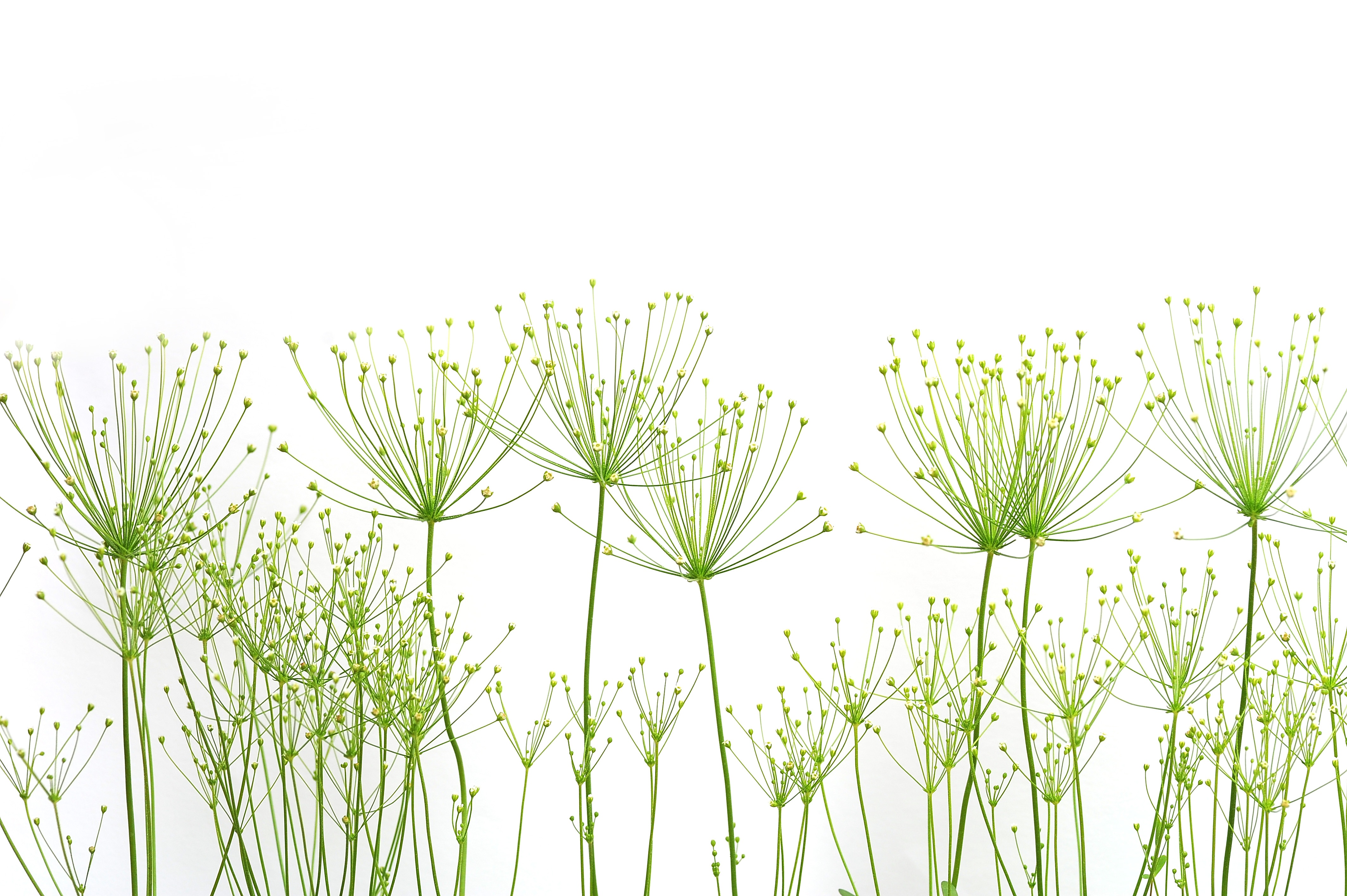 Фото природа, трава, ветвь, растение, луг, лист, цветок, линия, травы, завод, ботаника, флора, растения, фон, экосистема - бесплатные картинки на Fonwall