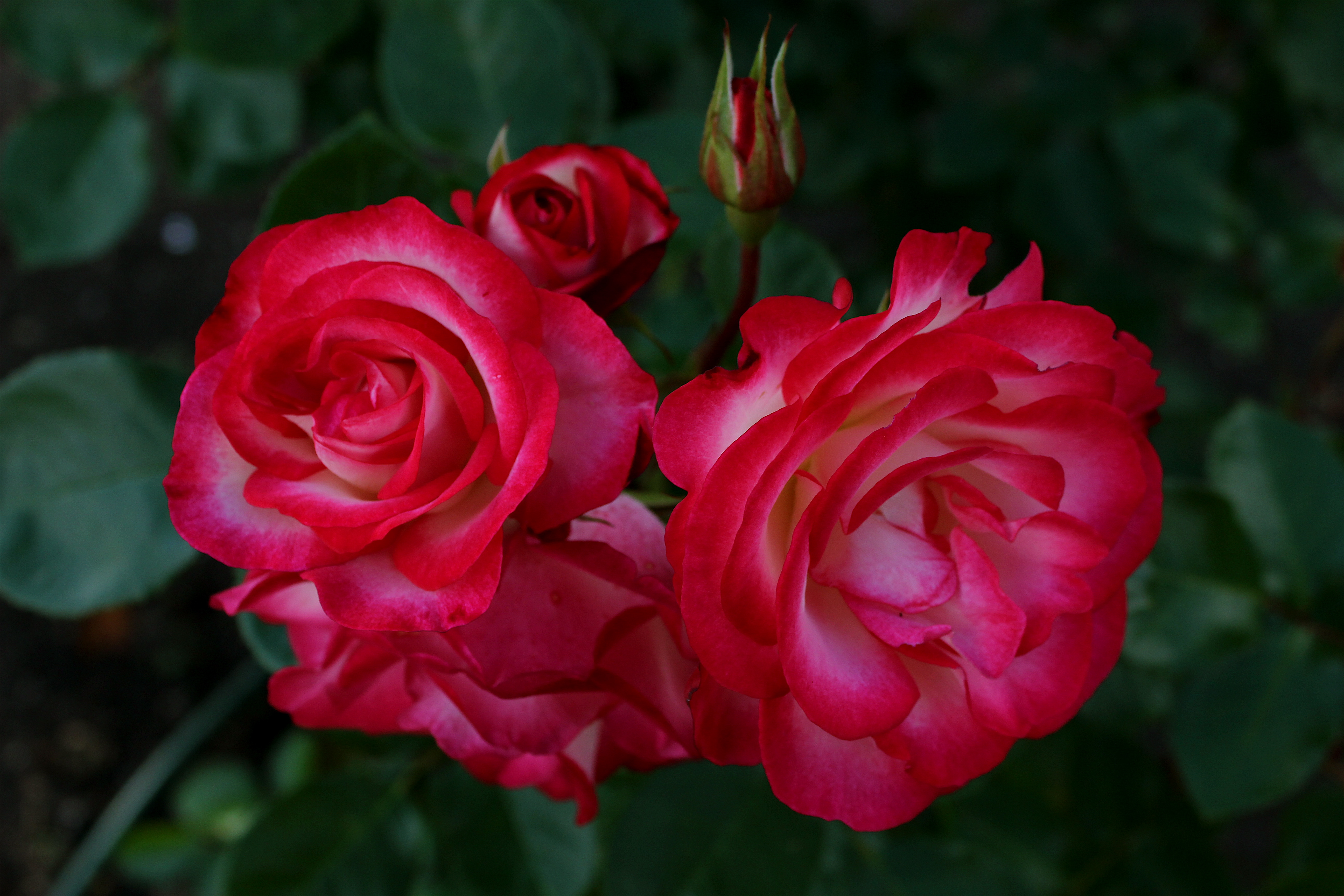 Free photo Live roses