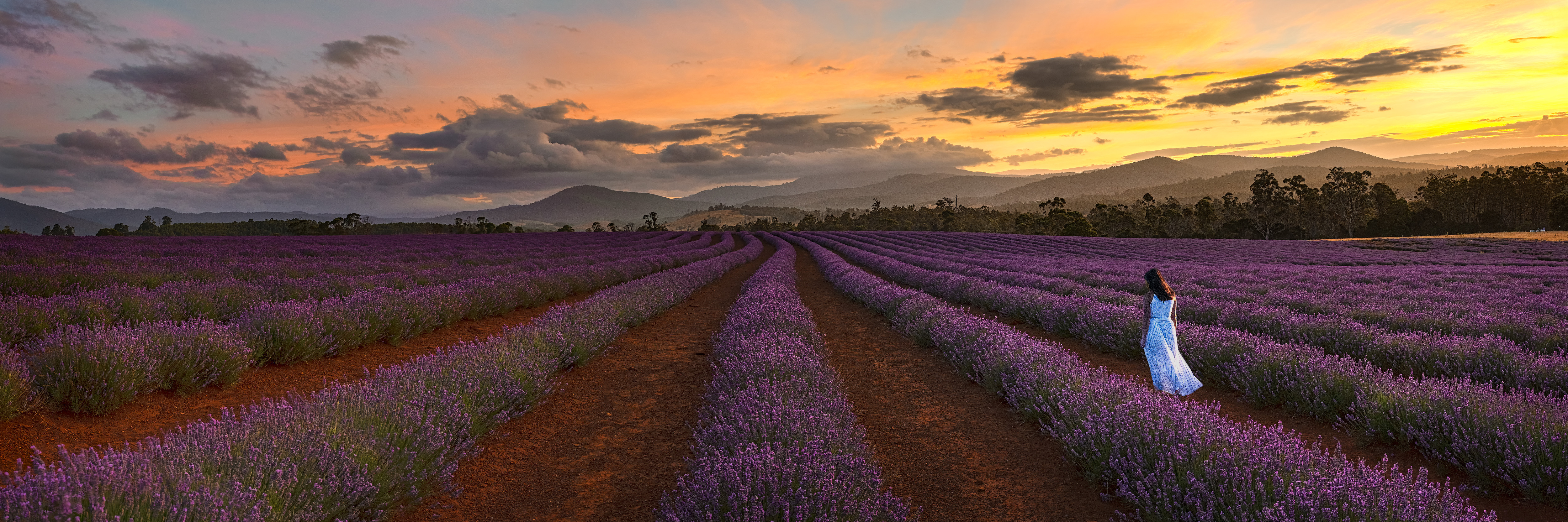 Wallpapers lavender field view sunset on the desktop