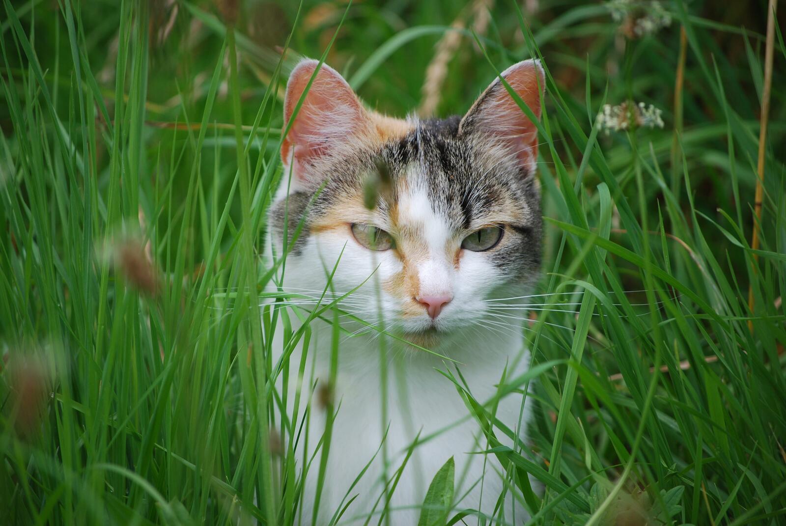 桌面上的壁纸草地上的猫 动物 注视