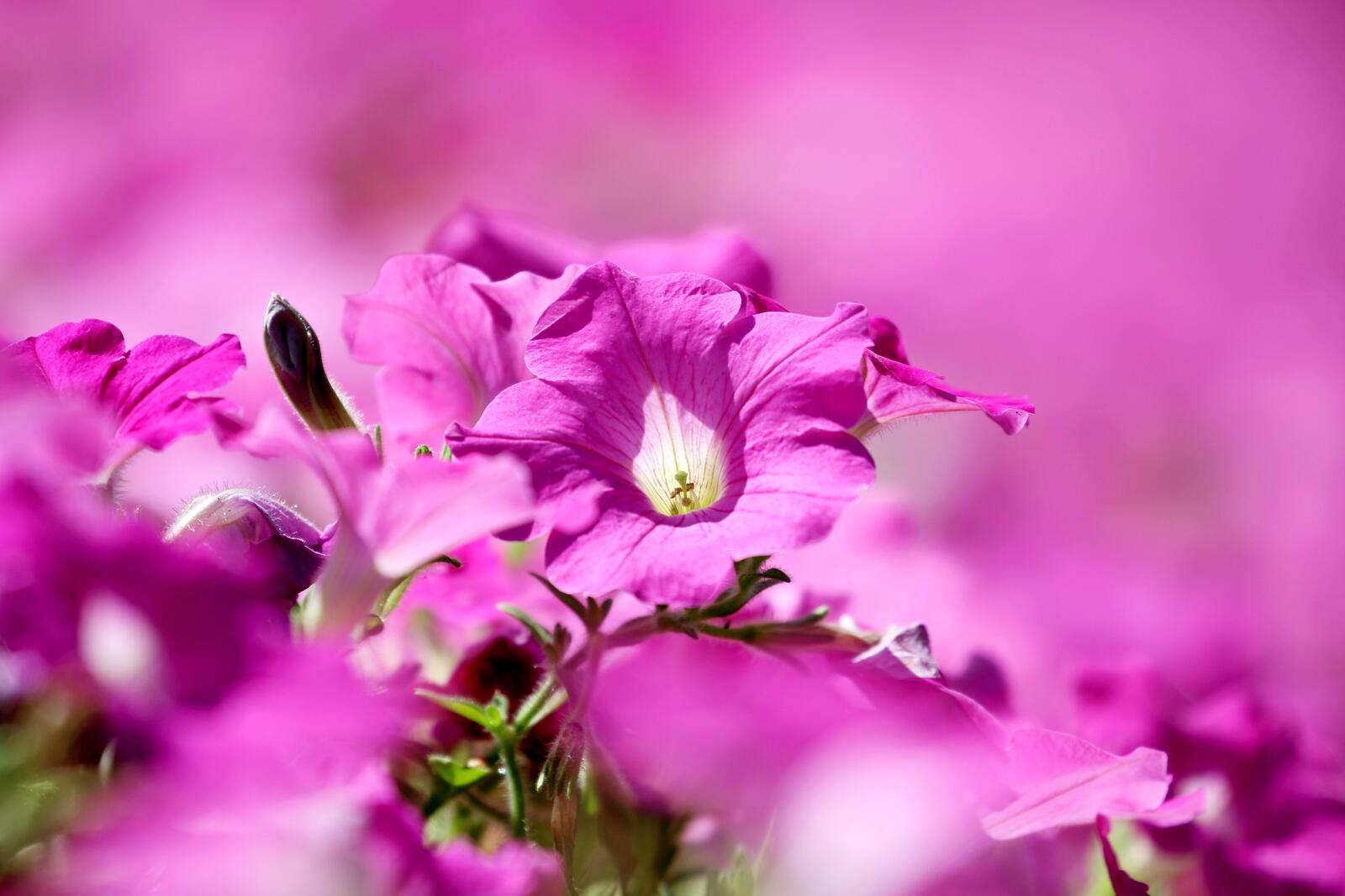 Обои цветок розовый цвет петуния на рабочий стол