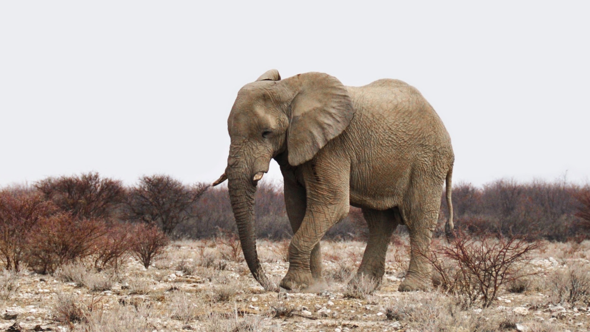 Wallpapers african bush elephant animal Safari on the desktop