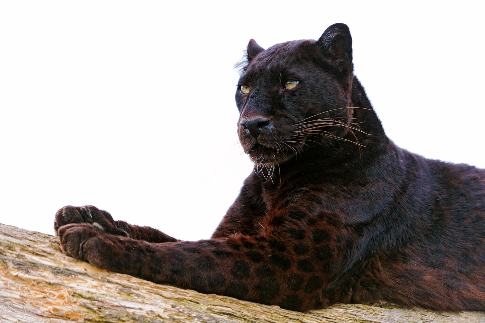 Wallpapers panther paw lay on the desktop