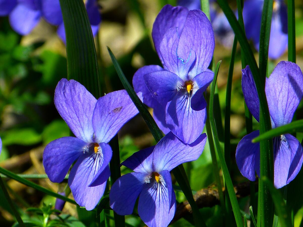 Iris flower in blue