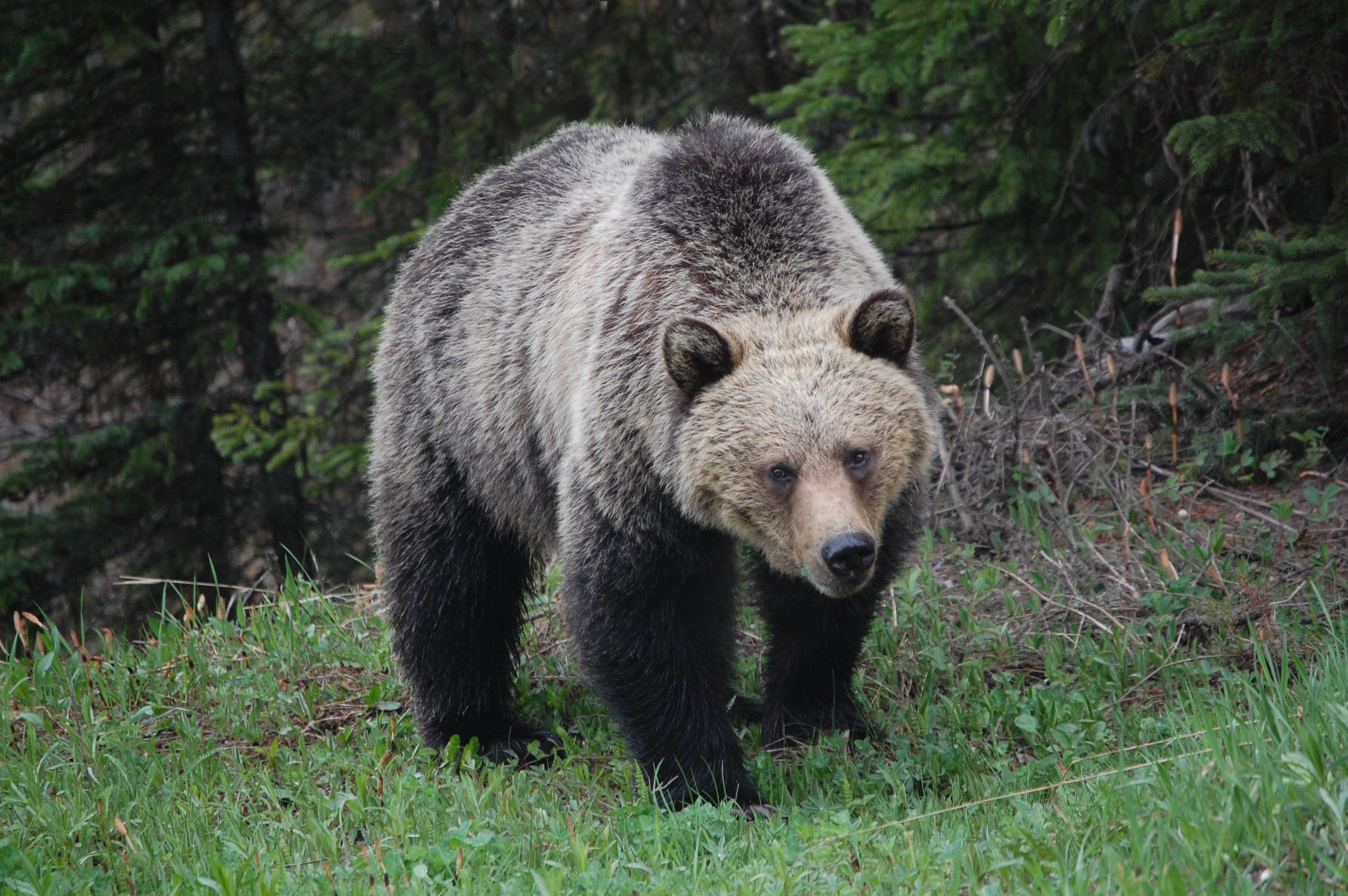 Фото бесплатно животное, медведь, дикая природа