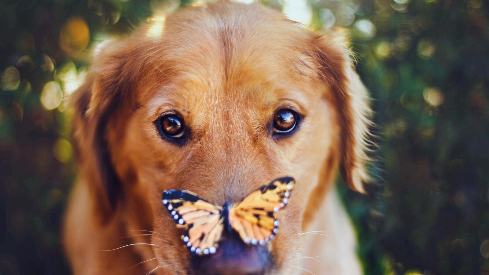 Wallpapers butterfly dog look on the desktop