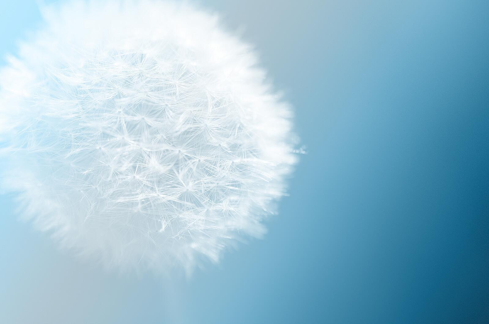 Wallpapers macro photography dandelion free images on the desktop