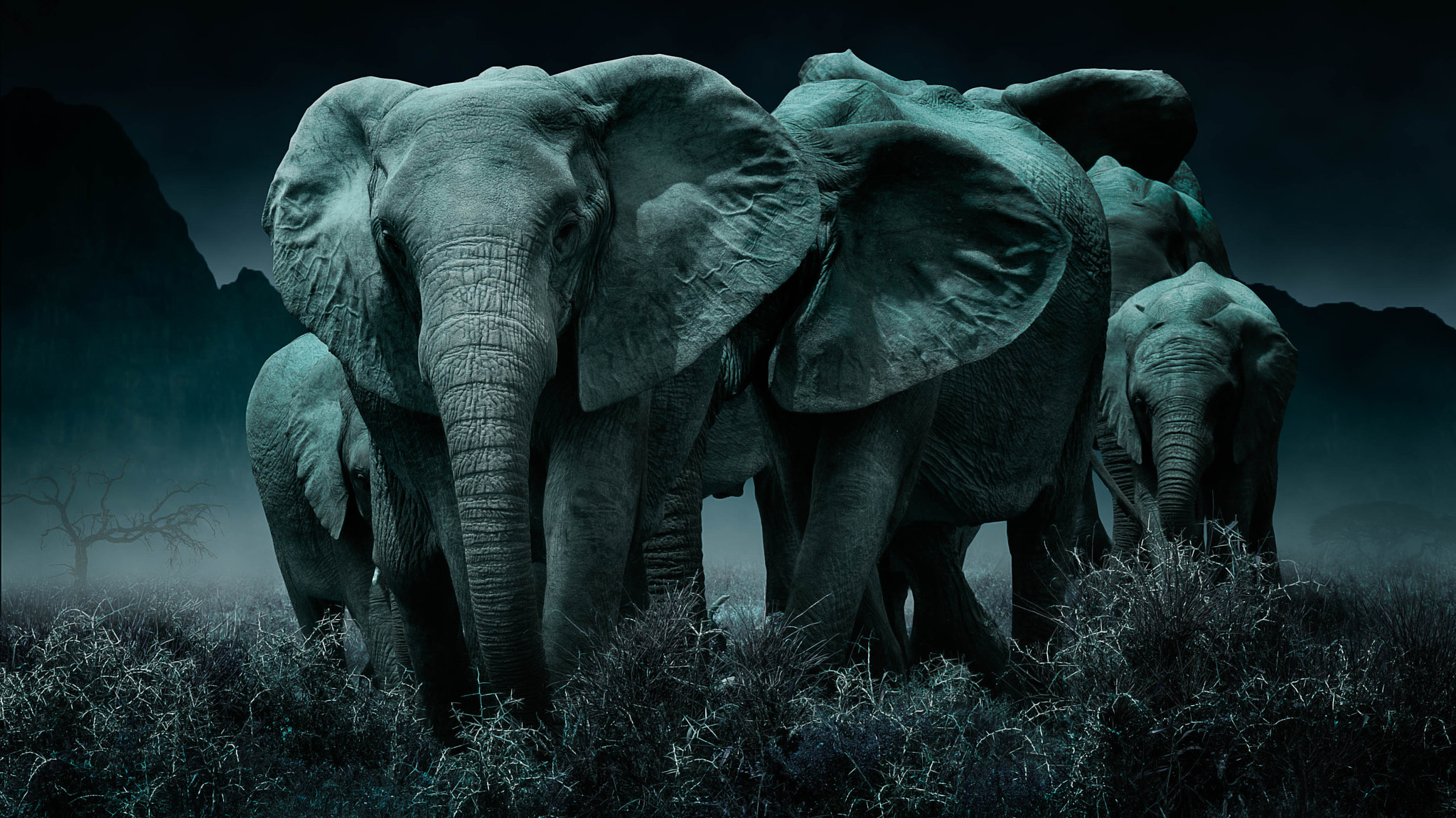 Wallpapers night elephants the herd animals a family of mammals from the squad Robotnik on the desktop
