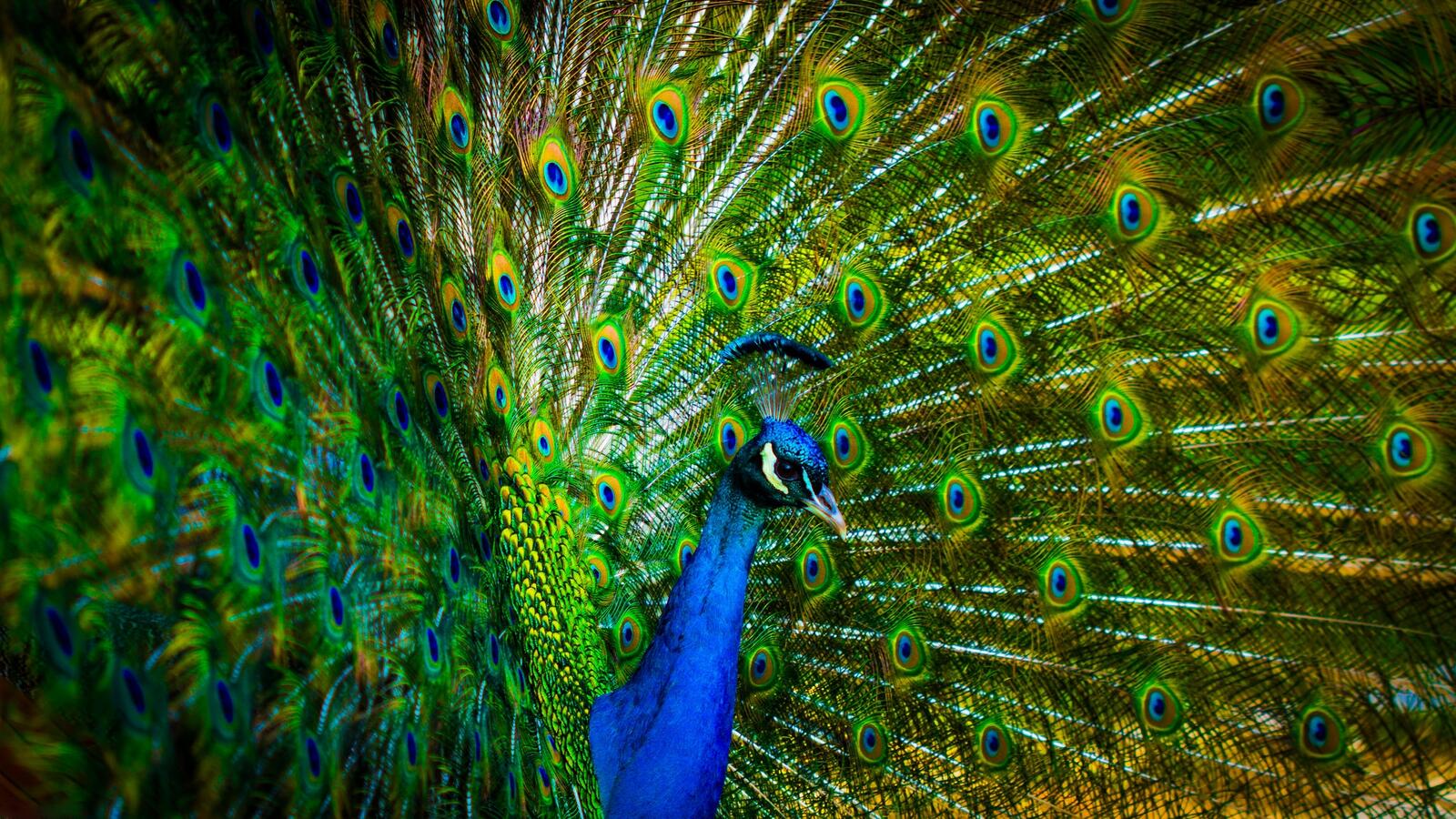Wallpapers peacock colorful feathers blue on the desktop