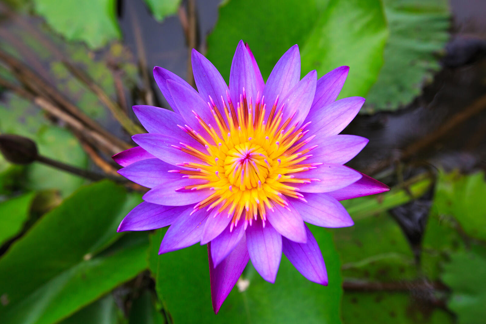 Wallpapers beautiful flowers water lily flowers on the desktop