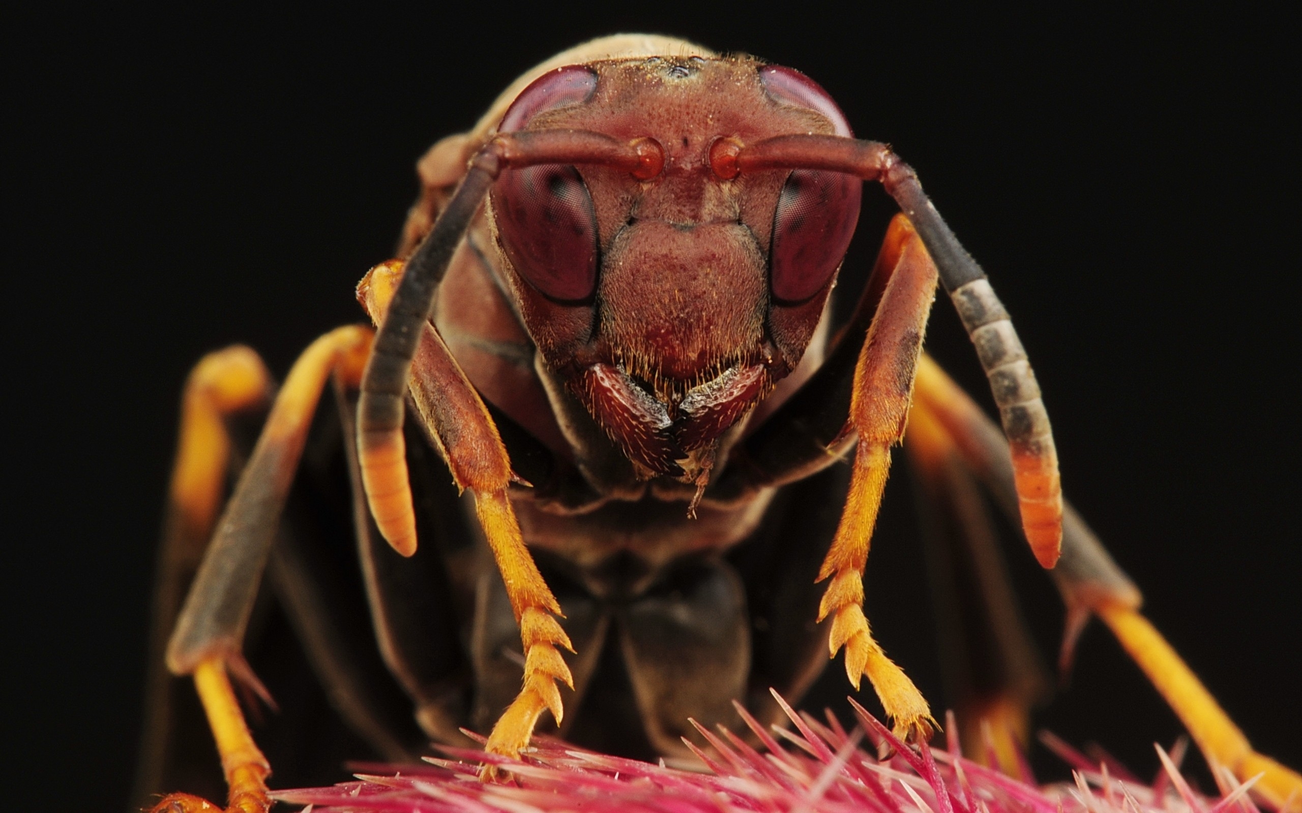 Free photo Close-up of a wasp