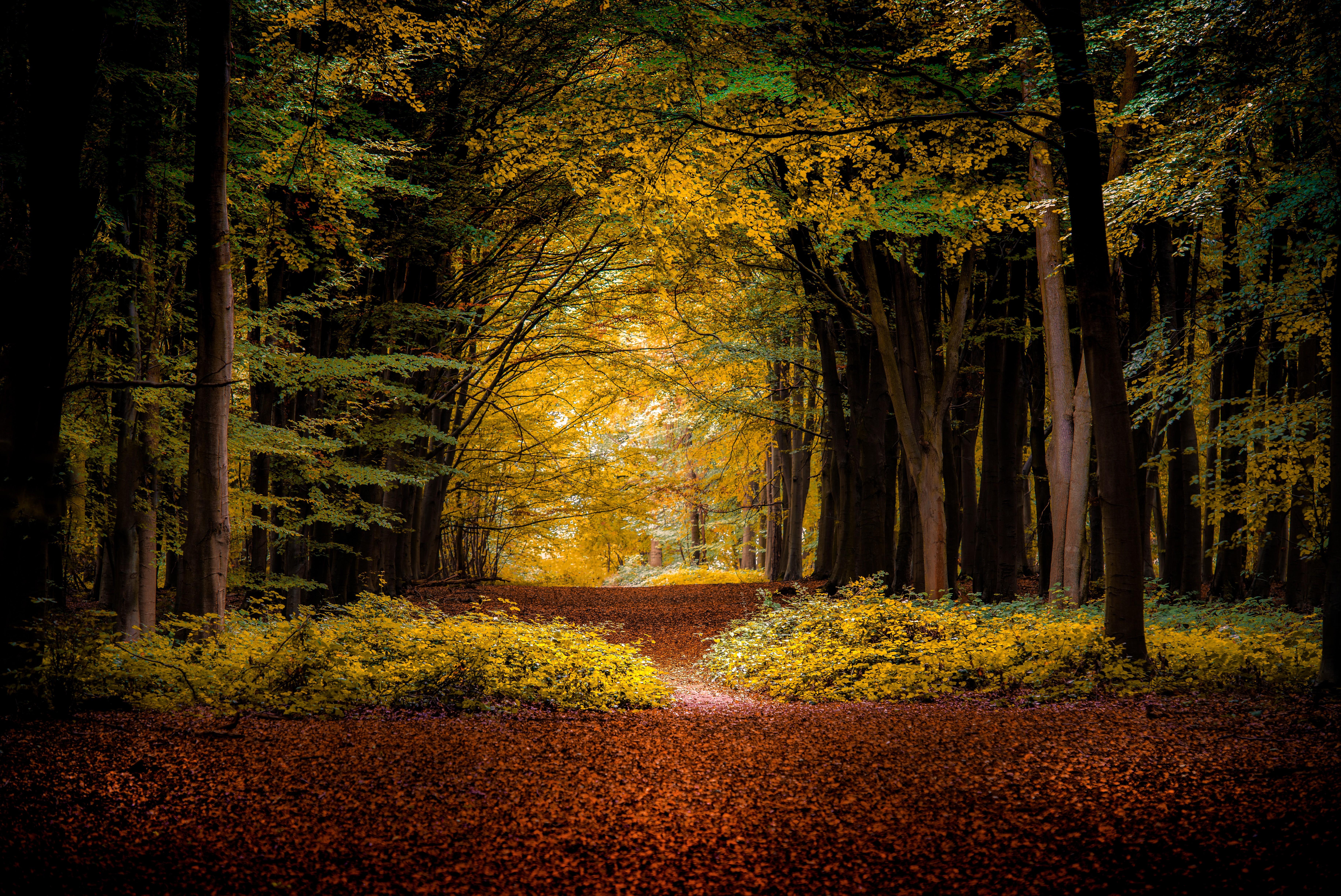 Wallpapers yellow leaves forest landscape on the desktop