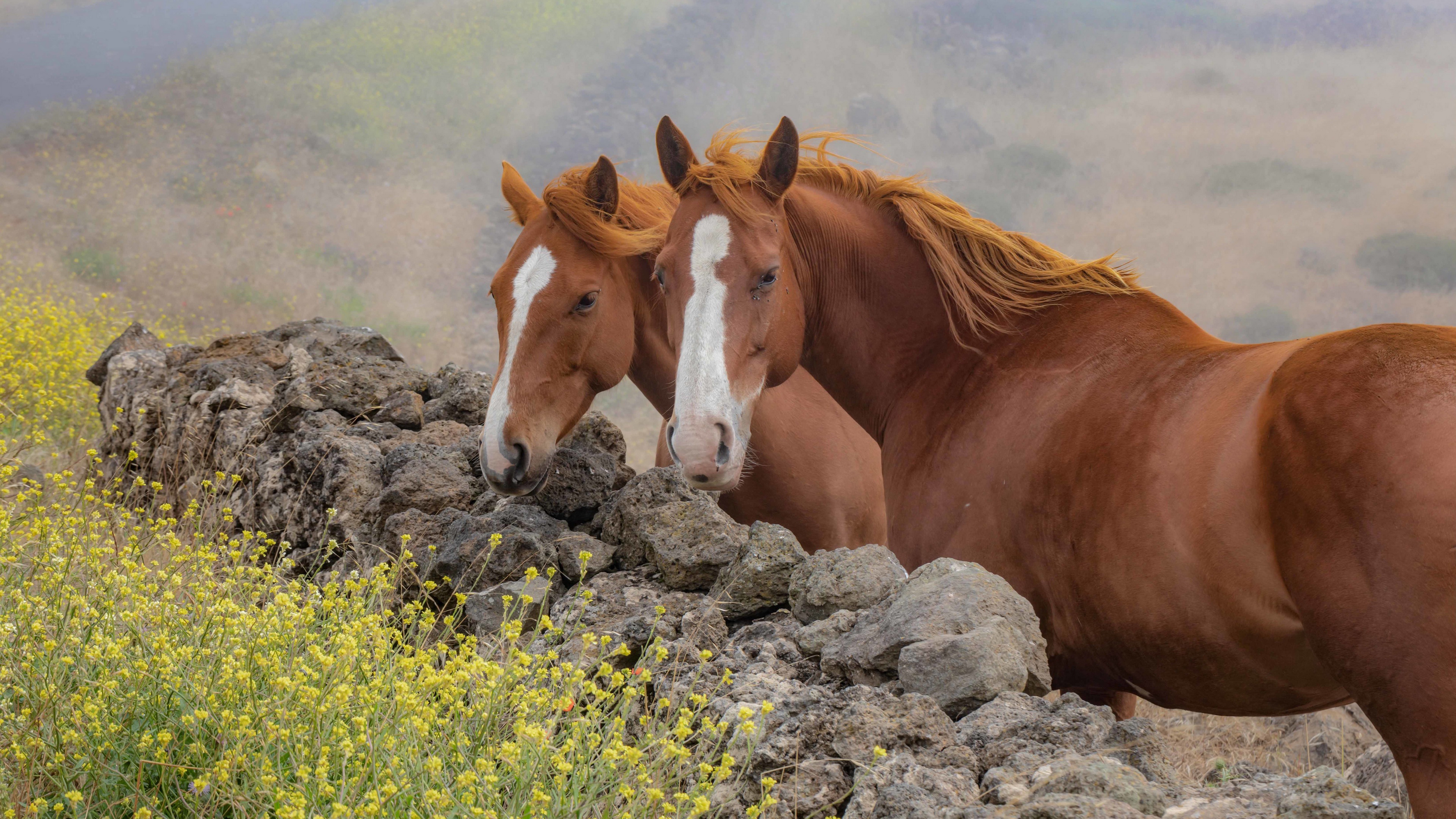 Фото бесплатно камни, просмотреть, обои коричневые лошади