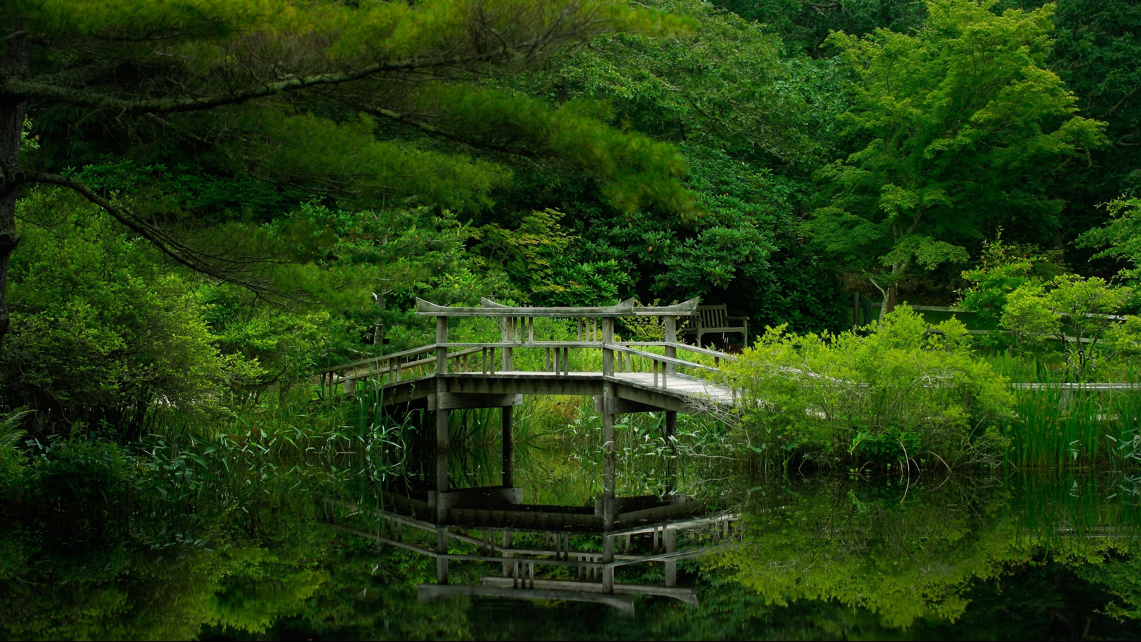 Маленький мостик через озеро в летнем лесу