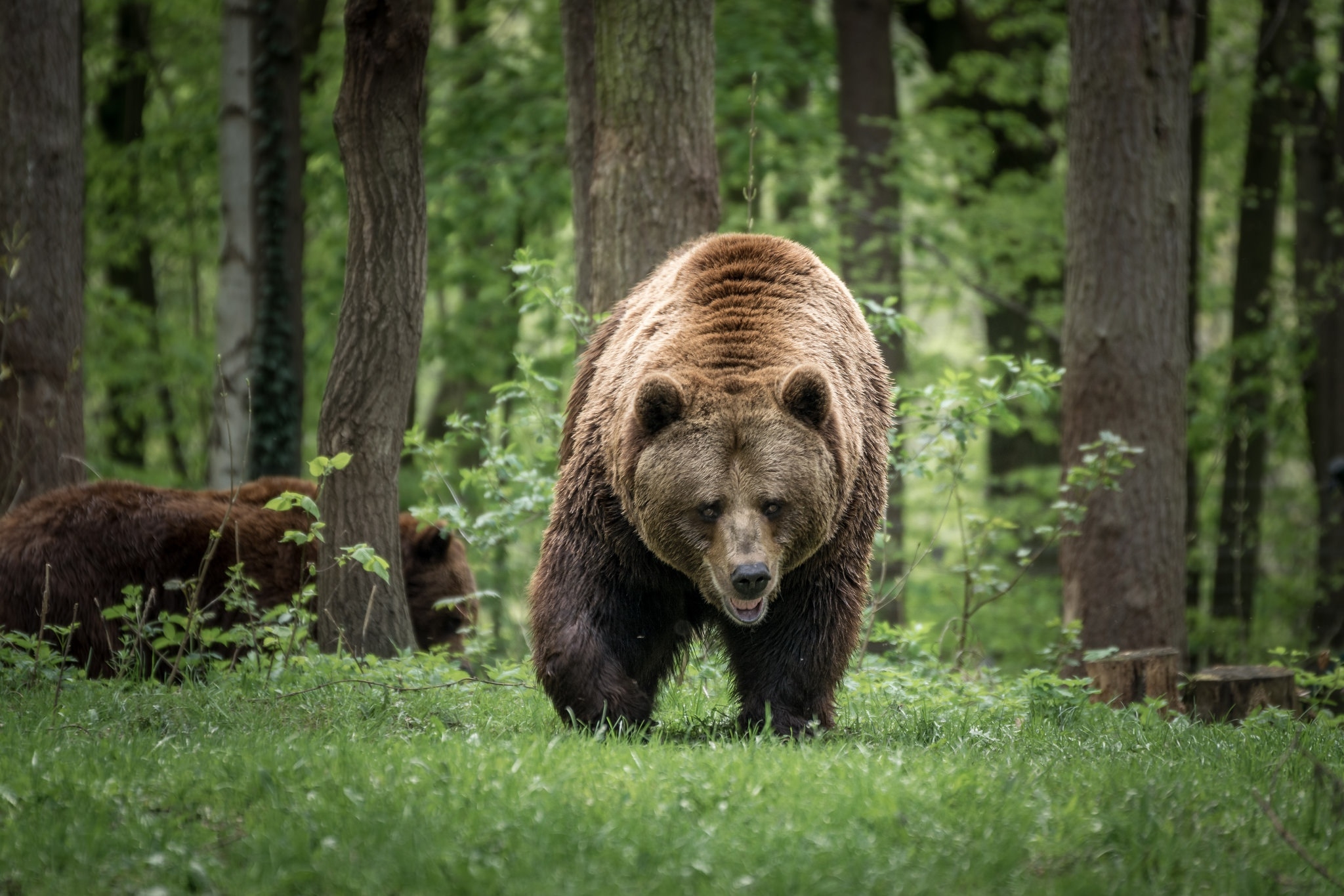 Обои хищник семья медведей ходить на рабочий стол