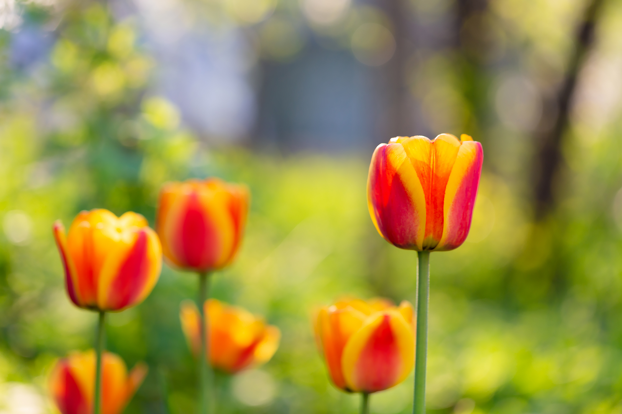 Free photo Spring. Tulips