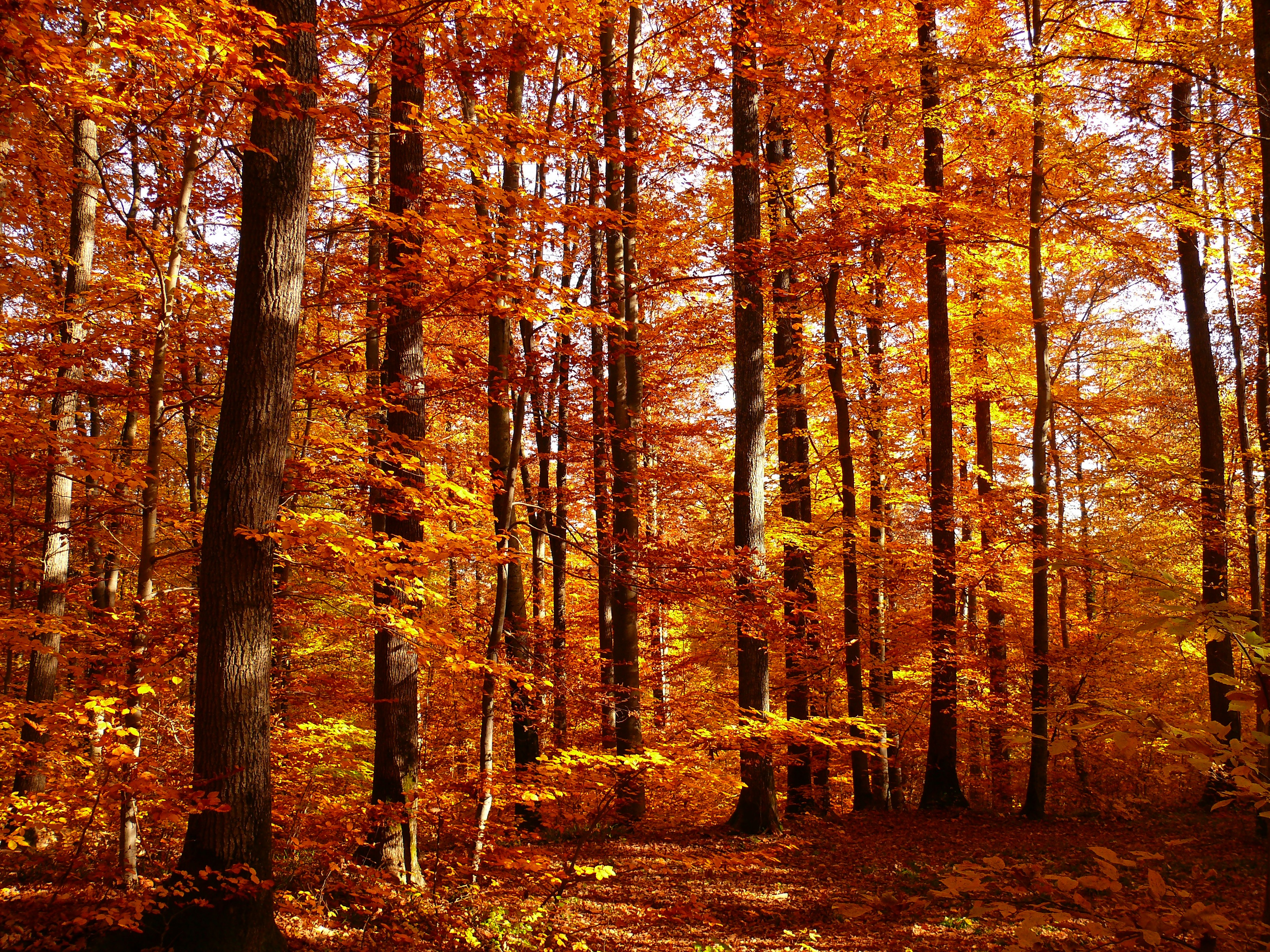 Фото бесплатно лиственница, осенняя листва, лесной массив