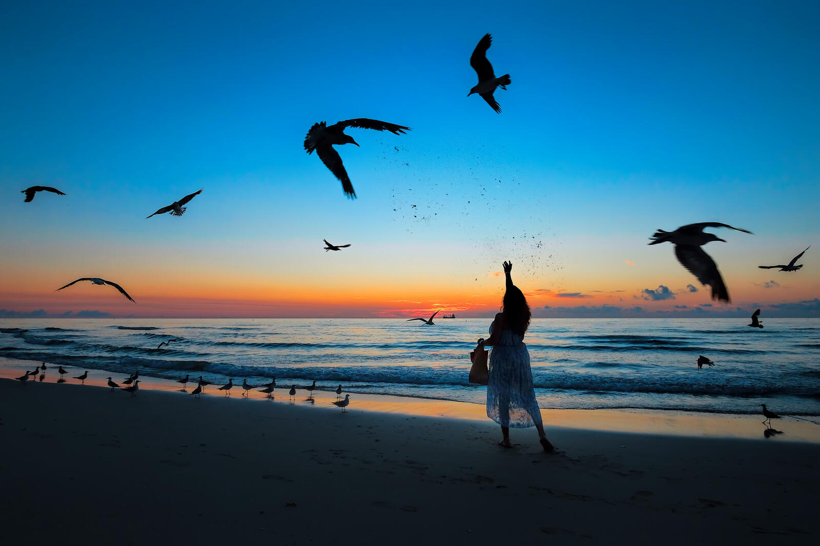 Free photo Seagulls in Miami