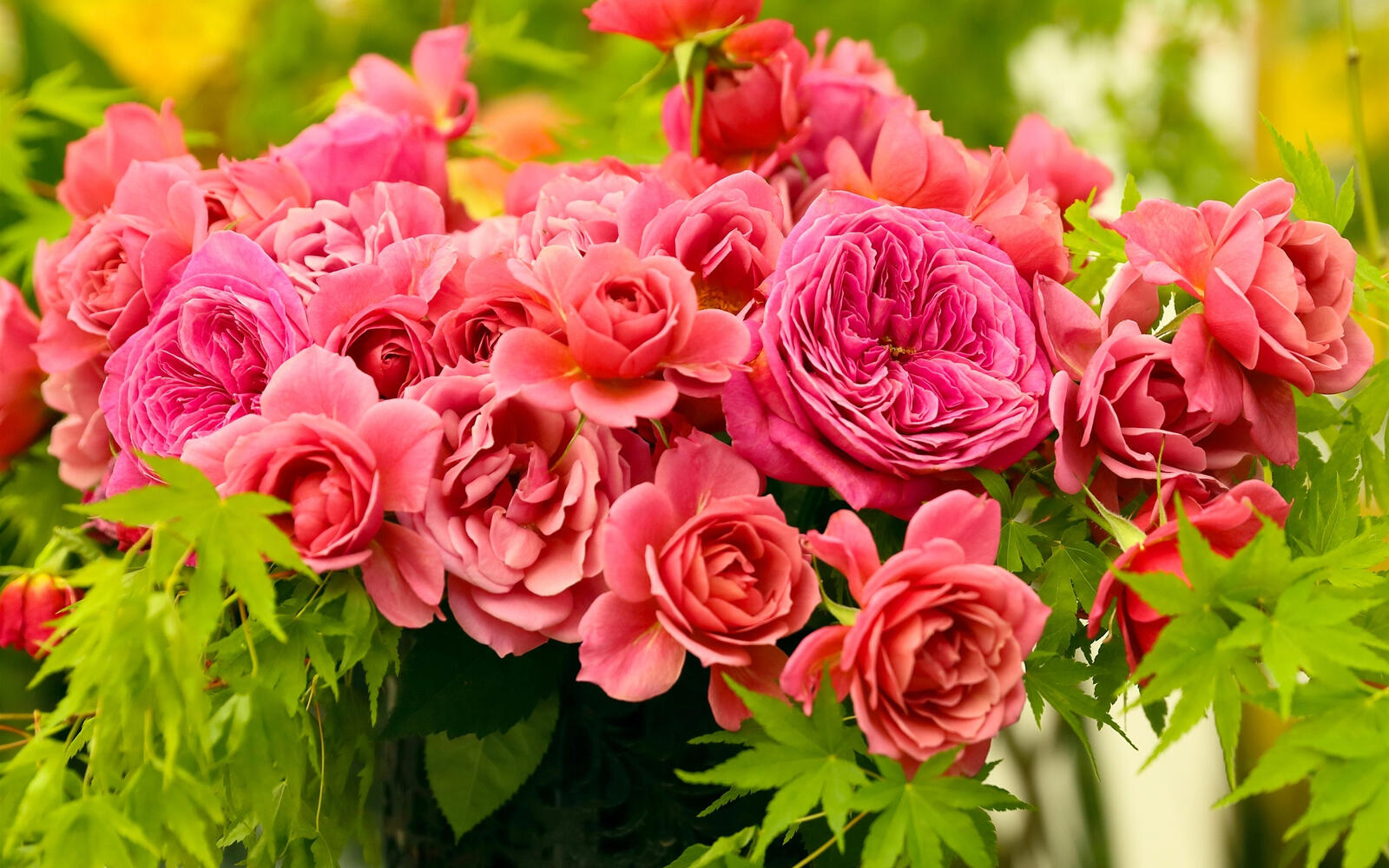 Обои лепестки обои розовые розы букет на рабочий стол