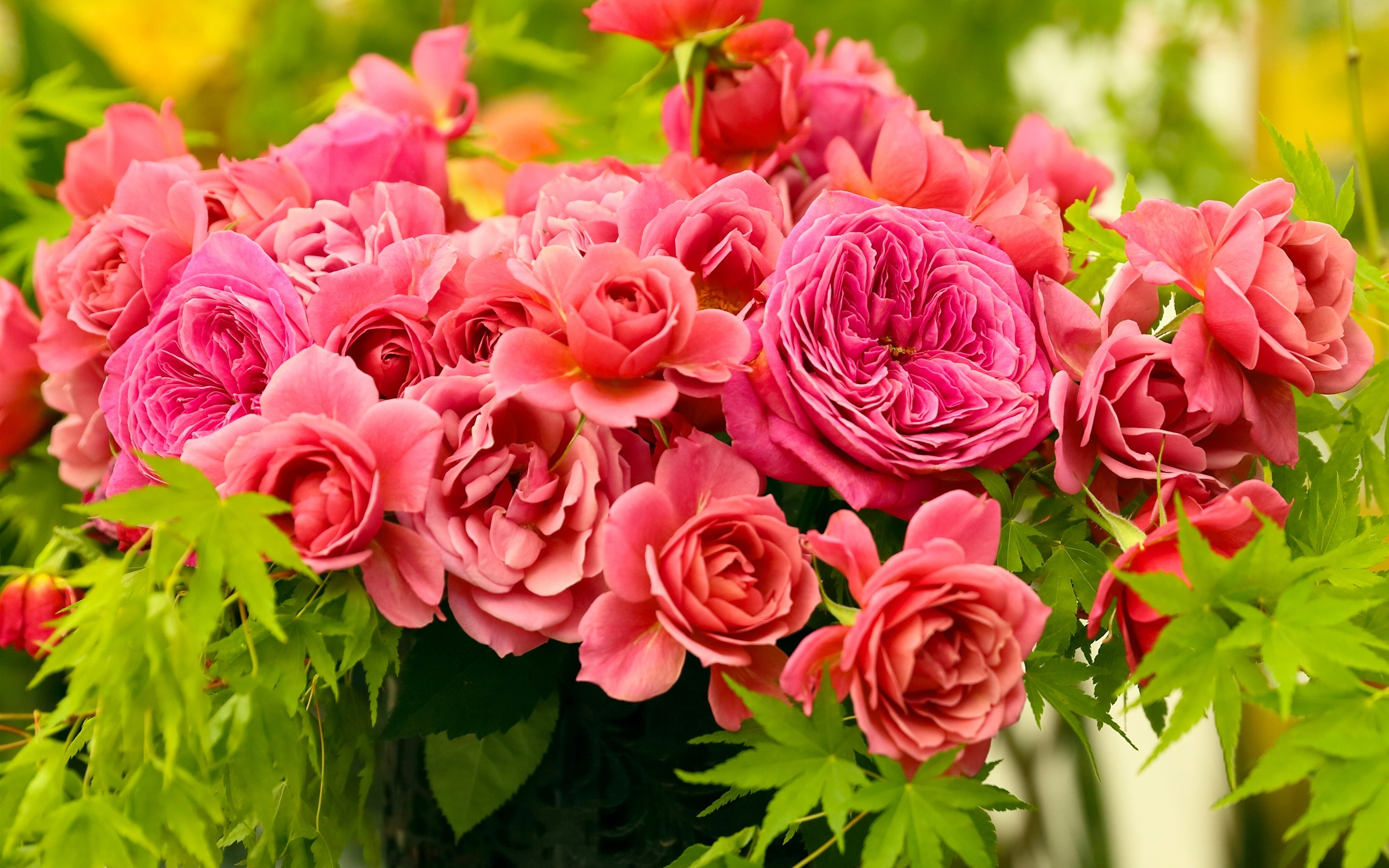桌面上的壁纸花瓣 粉红玫瑰墙纸 花束