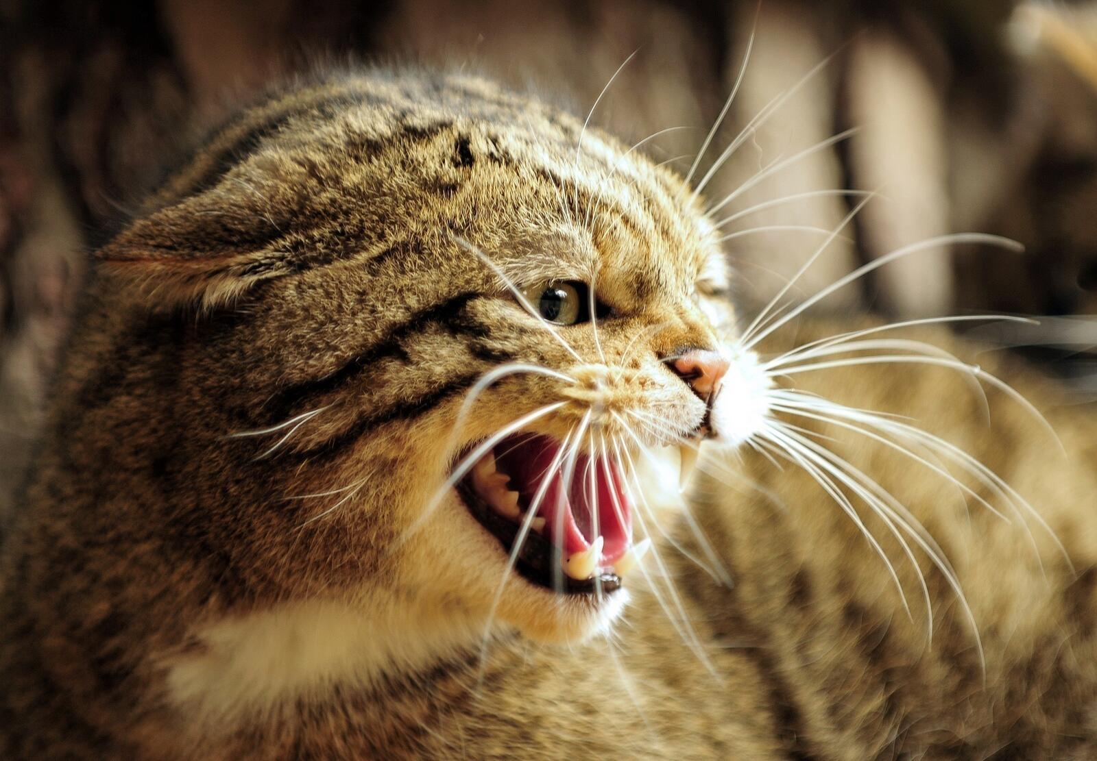 лицо кошка гнев