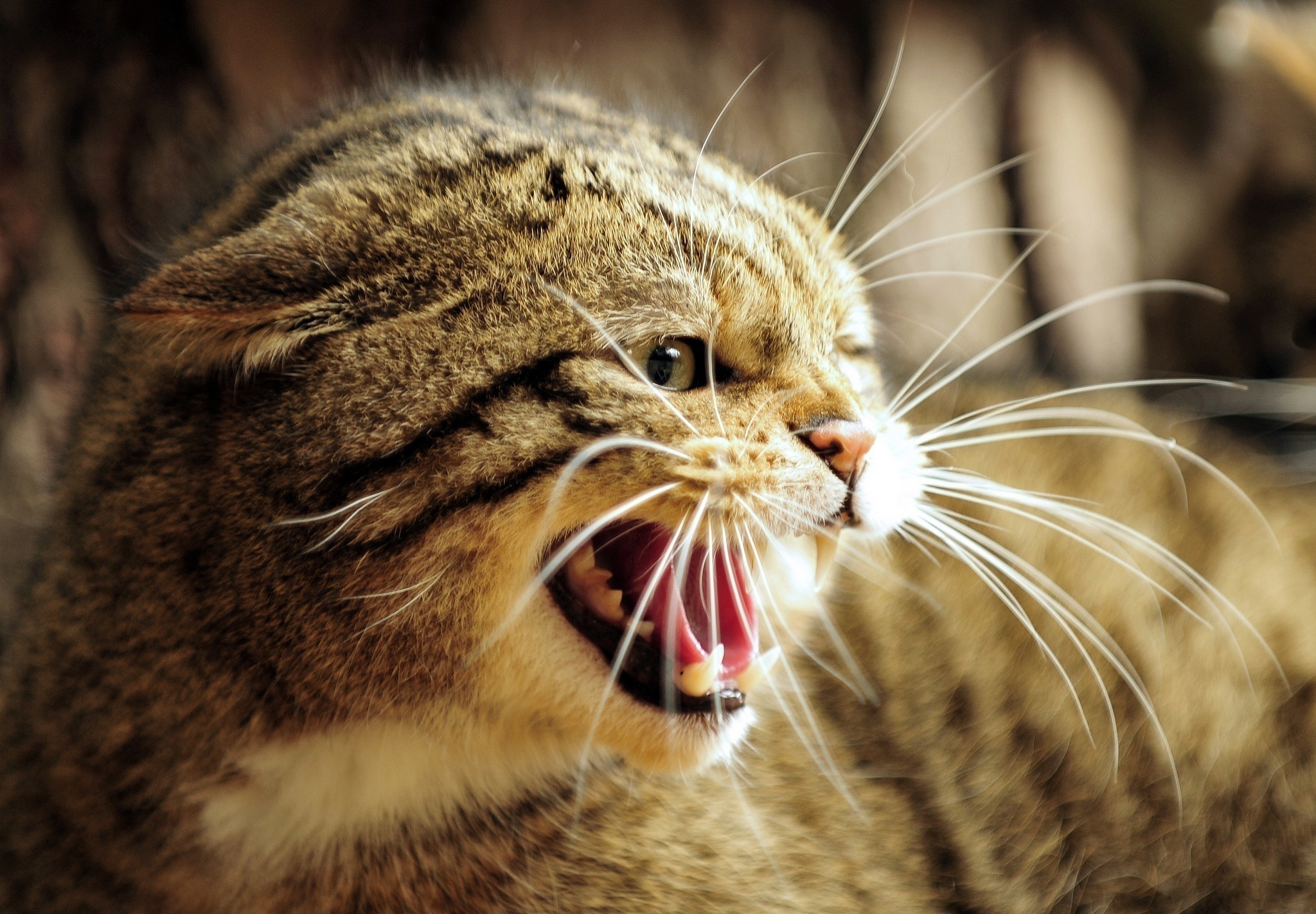 Фото бесплатно лицо, кошка, гнев