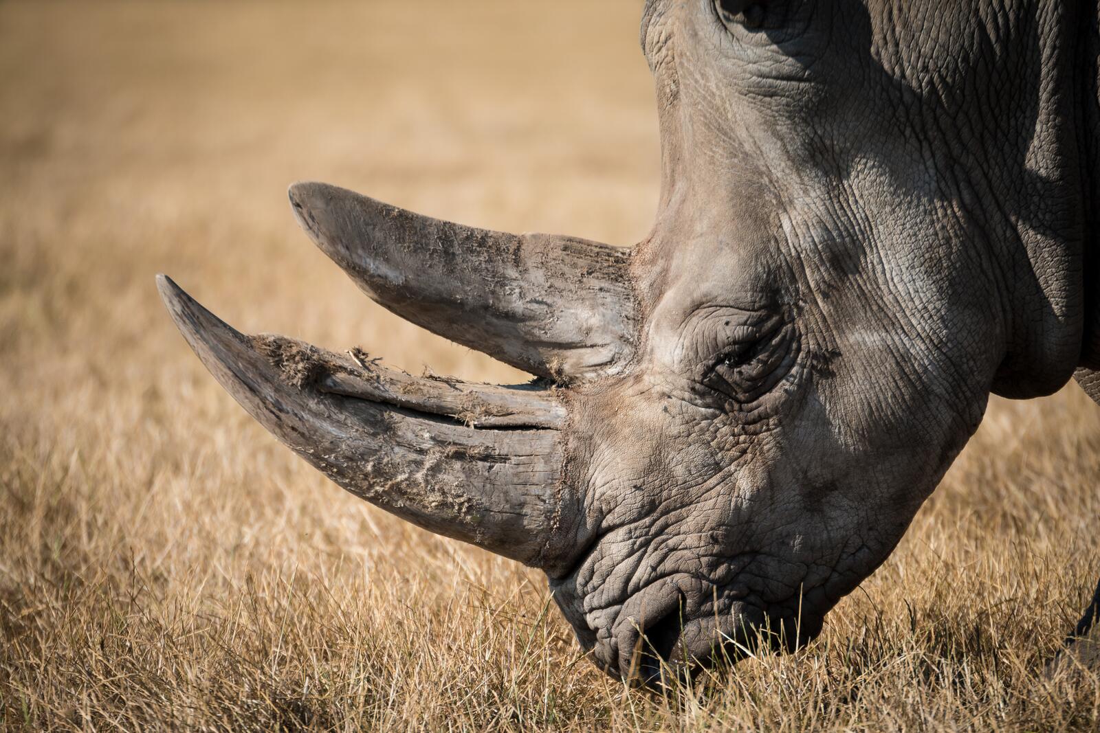 Обои носорог дикая природа дикие на рабочий стол