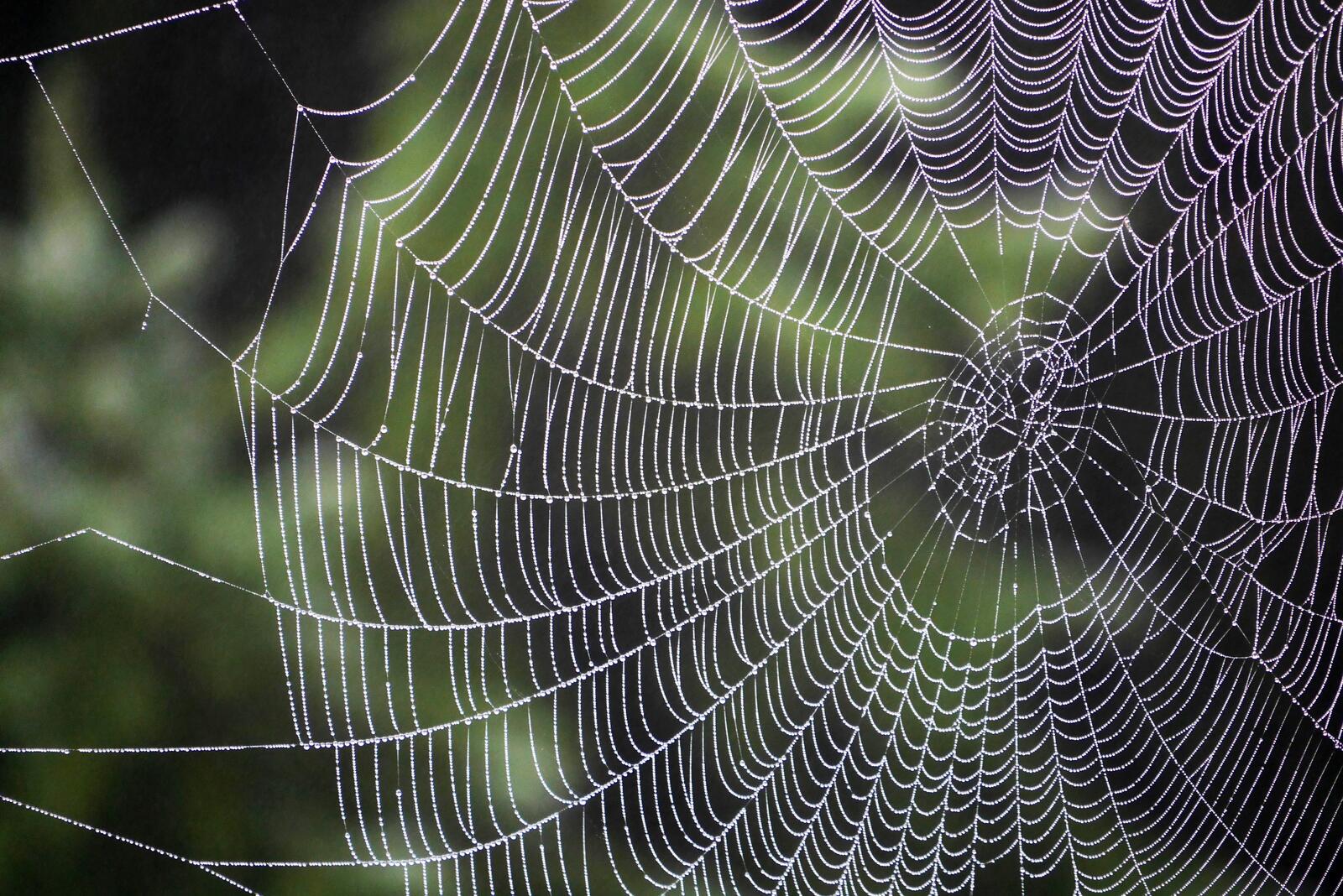 Wallpapers Spiderweb drops weaving on the desktop