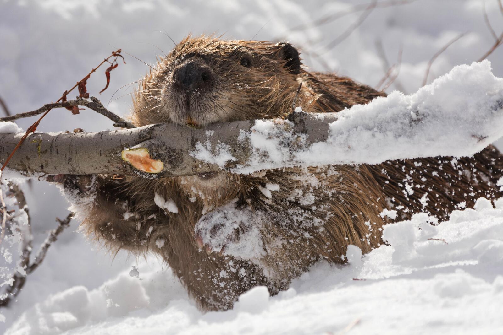 Wallpapers snow wallpaper beaver gnawing on the desktop