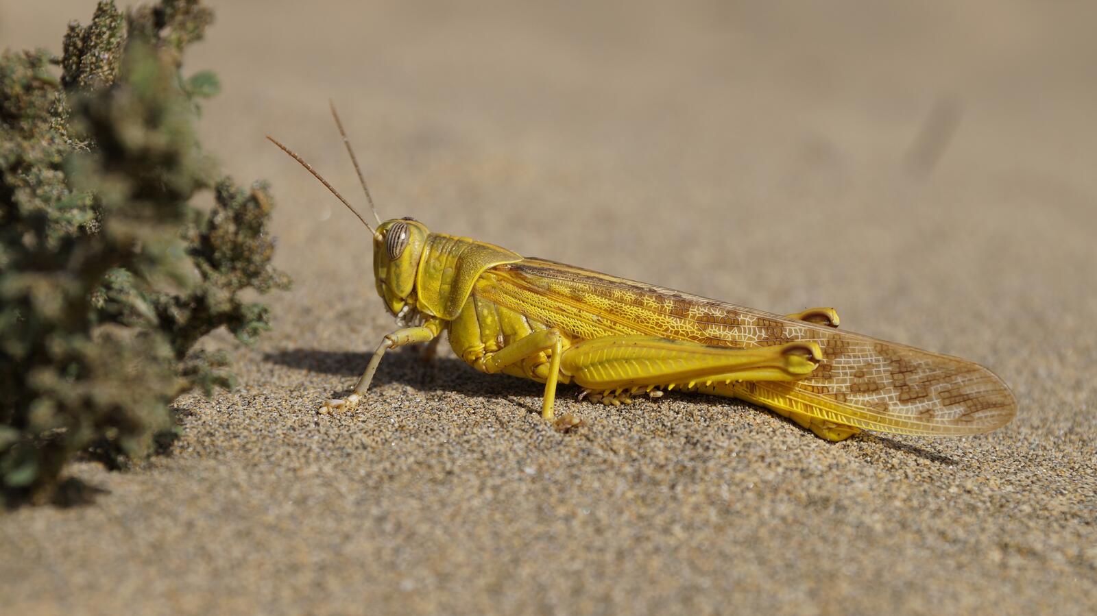 Wallpapers grasshopper insects wallpaper locust on the desktop