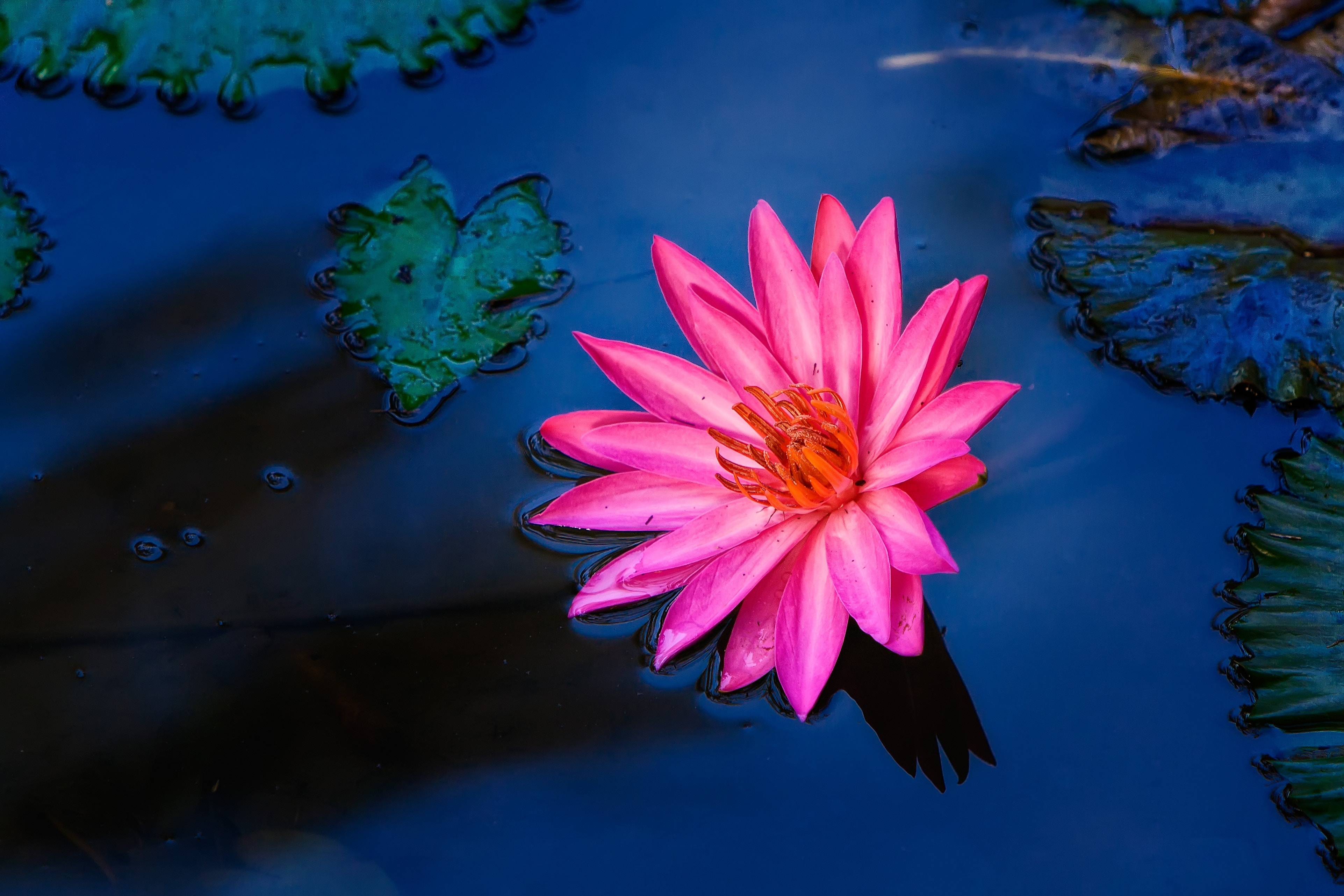 粉红色的荷花生长在水面上