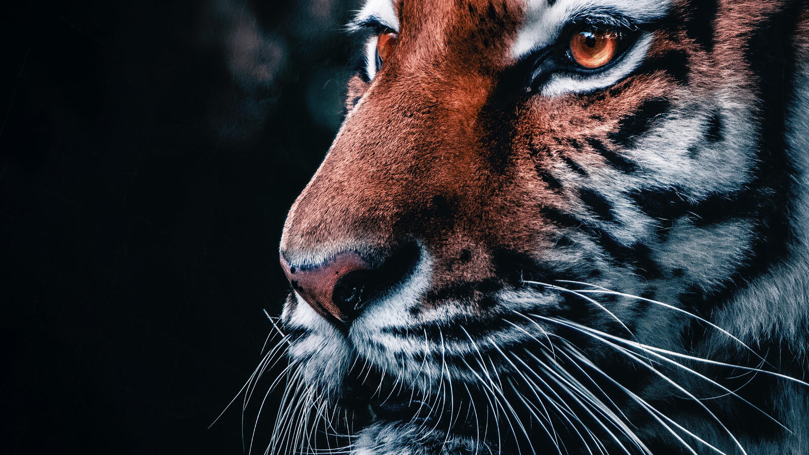 Бесплатное фото Морда тигра