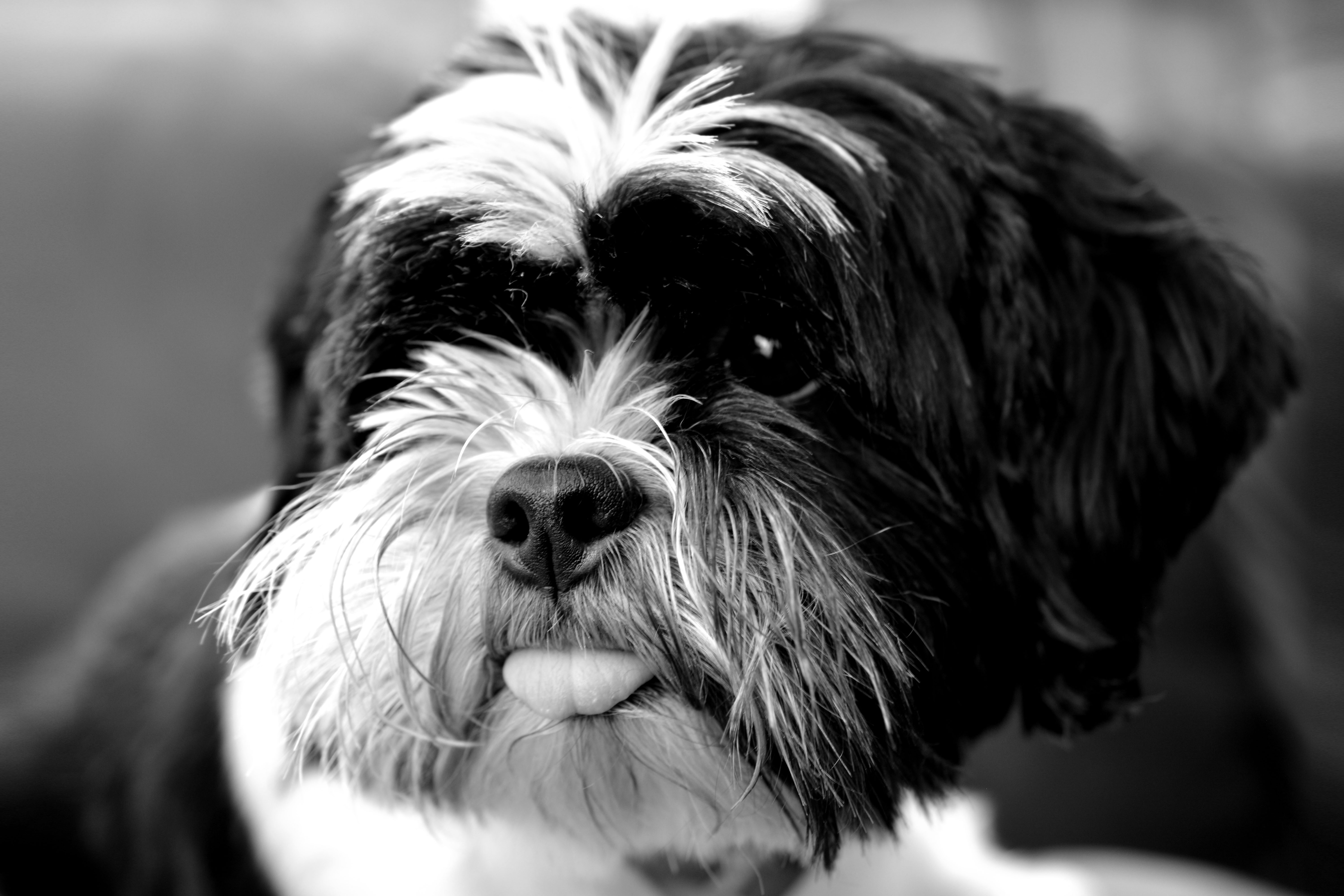 Wallpapers monochrome dogs protruding tongue on the desktop