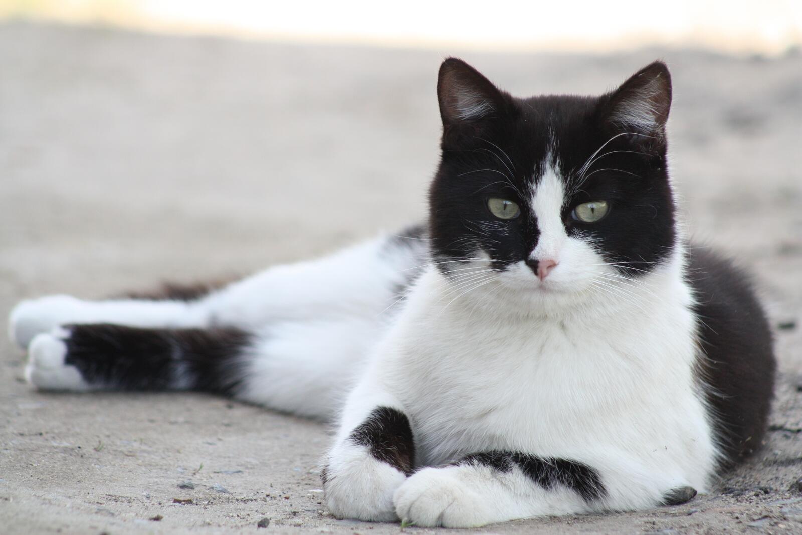 Музыка белая кошка. Короткошерстная европейская кошка биколор. Сибирская биколор короткошерстная кошка. Европейская короткошерстная кошка черно-белая. Европейская короткошерстная кошка белая.