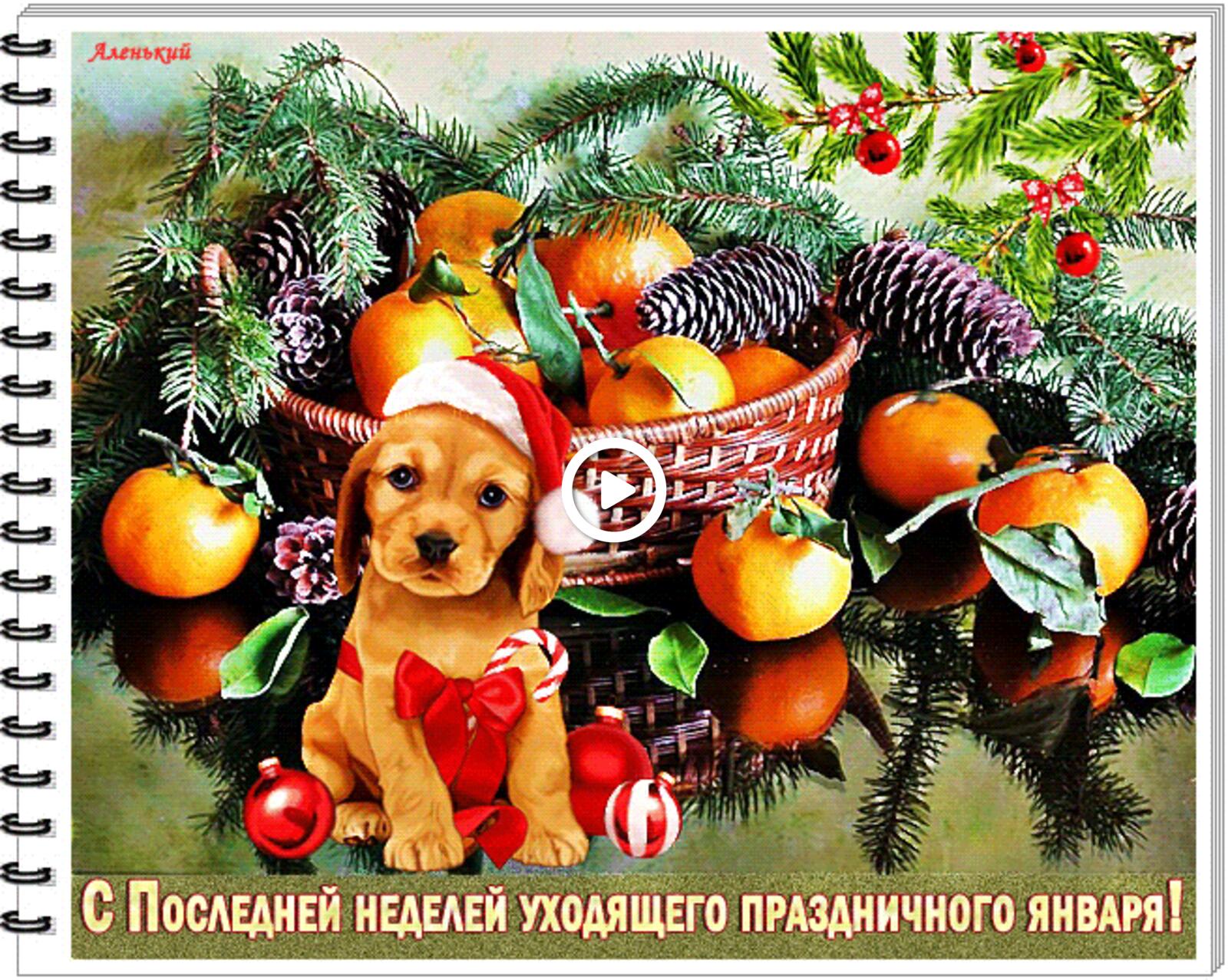 tangerines doggie food