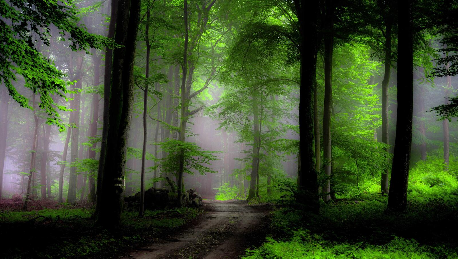 Wallpapers green forest plants foliage on the desktop