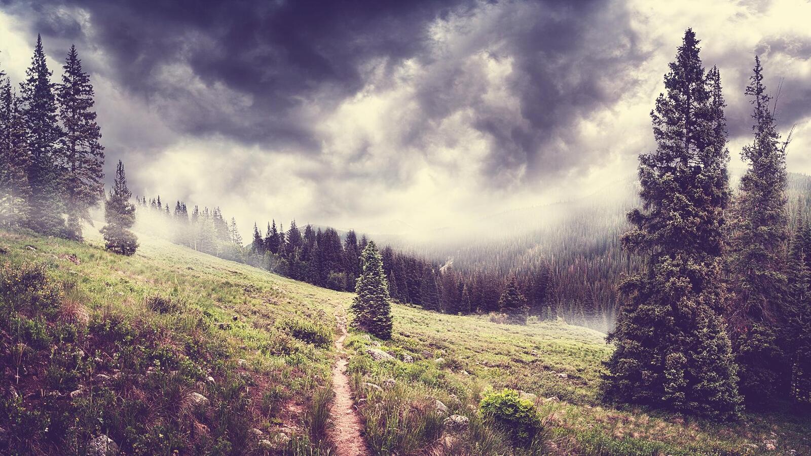 Бесплатное фото Туман на склоне горы с растущими елками