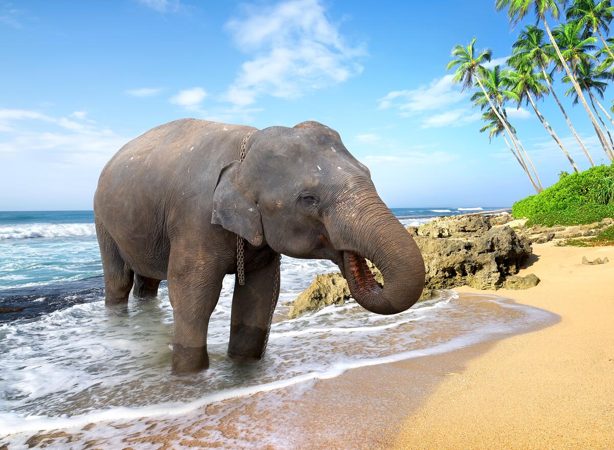 Слон на берегу моря