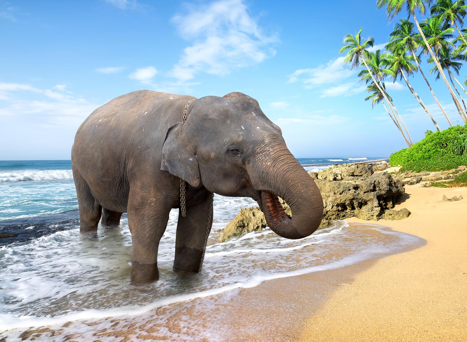Бесплатное фото Слон на берегу моря
