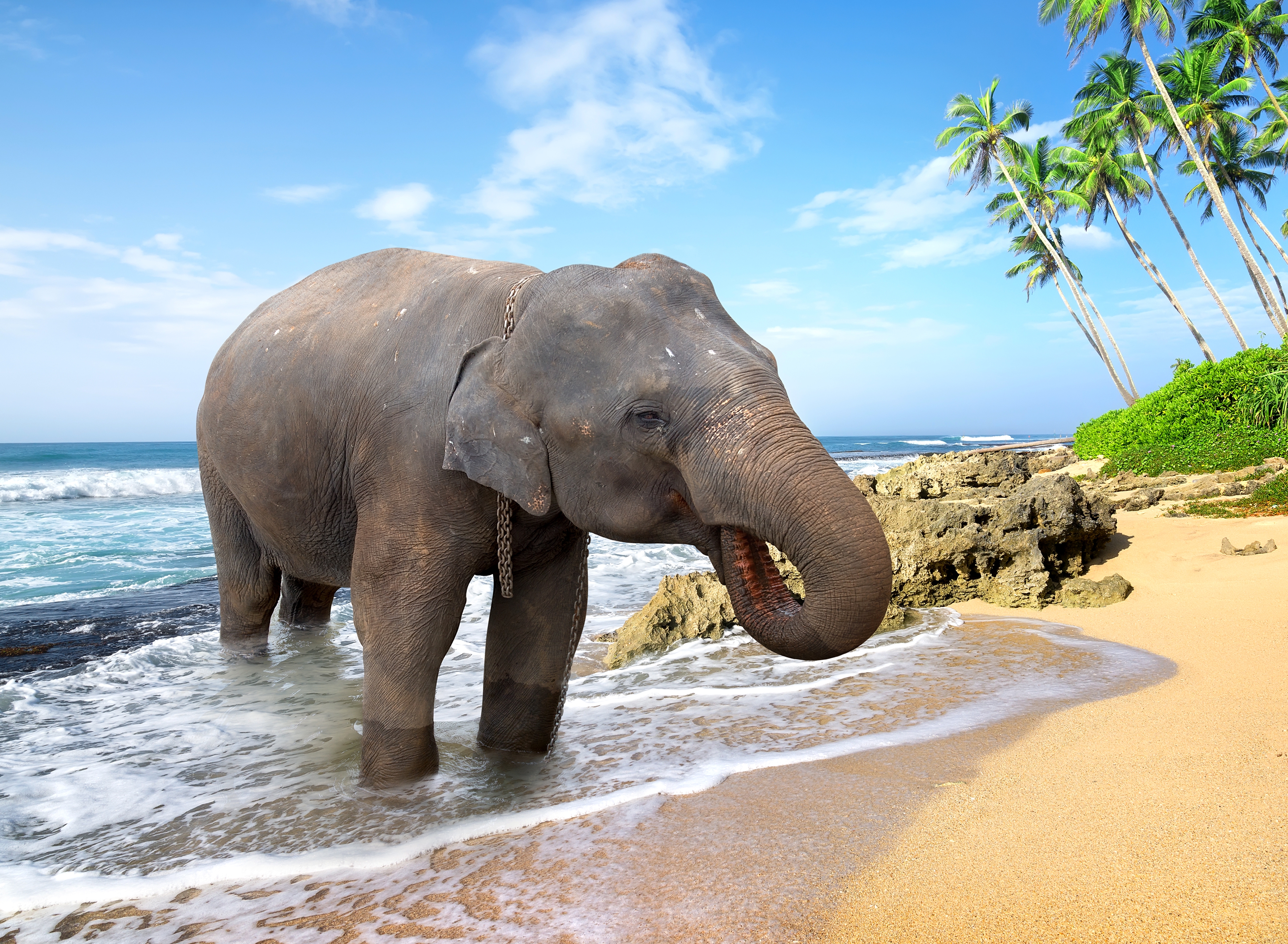免费照片海边的大象