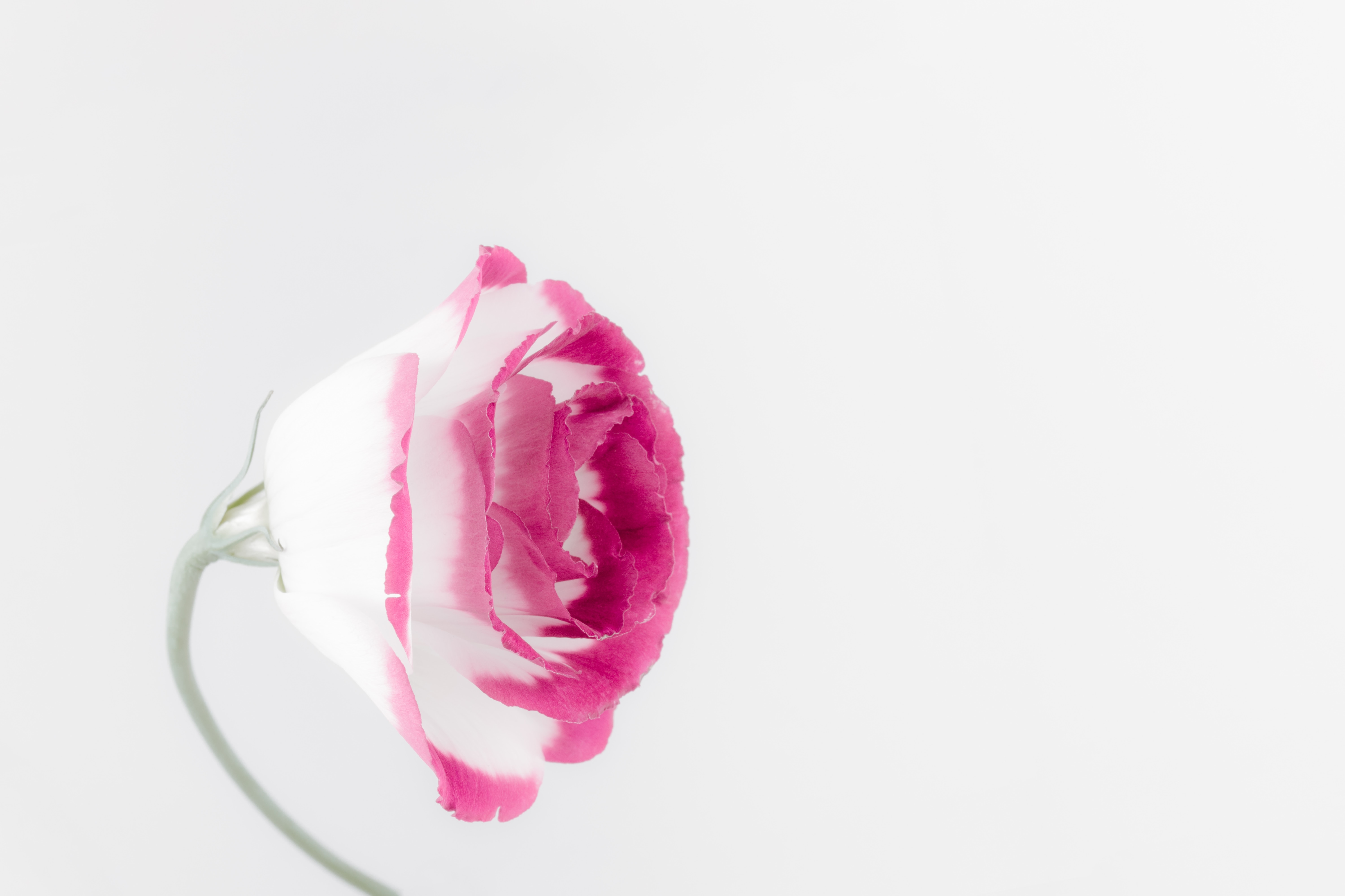 Фото бесплатно обои розовая роза, лепестки, цветы