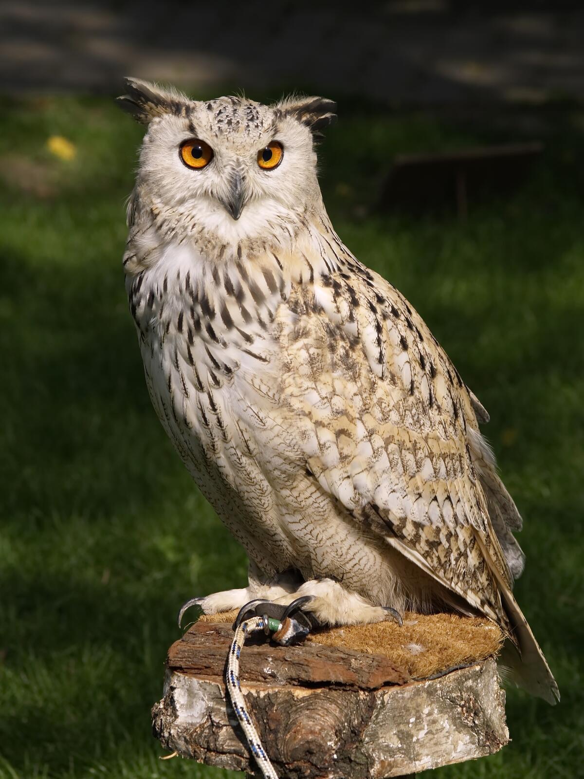 A white owl sits on a branch