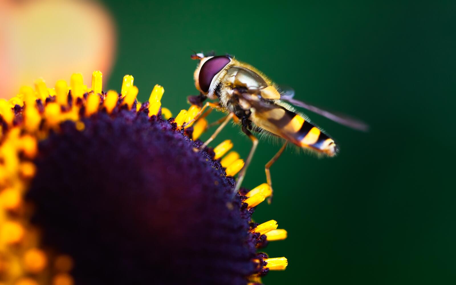 Wallpapers macro hoverfly pollination on the desktop