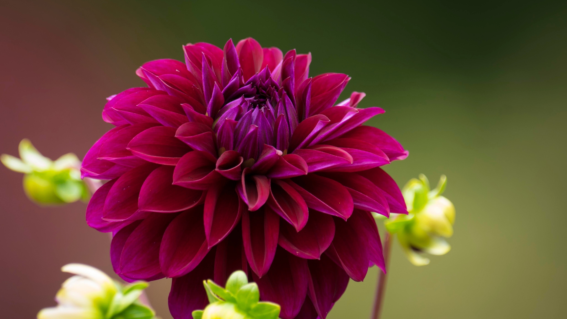 Фото бесплатно обои фиолетовые цветы, лепестки, цветения
